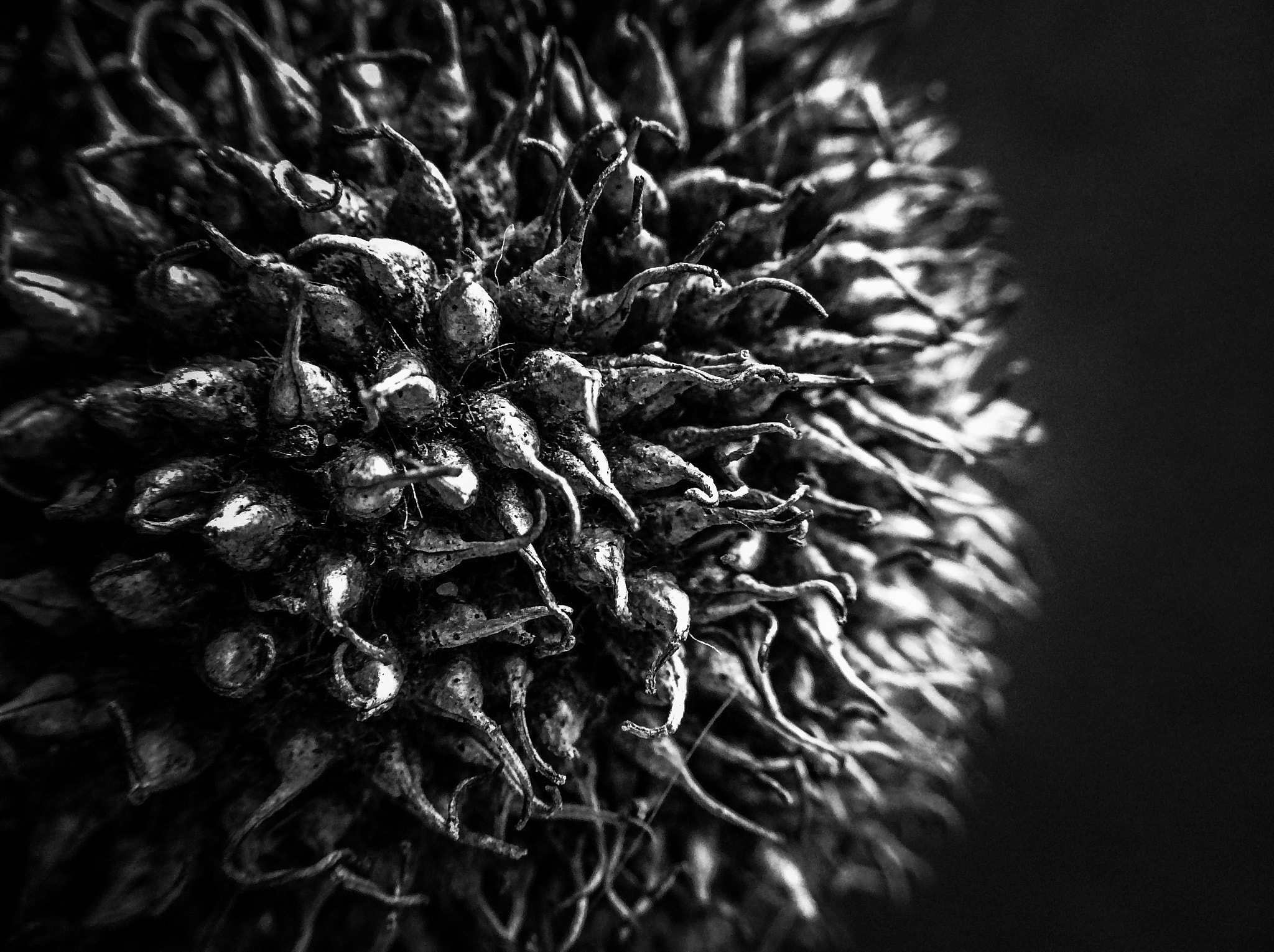 Apple iPad mini 3 sample photo. Plane tree seed ball photography
