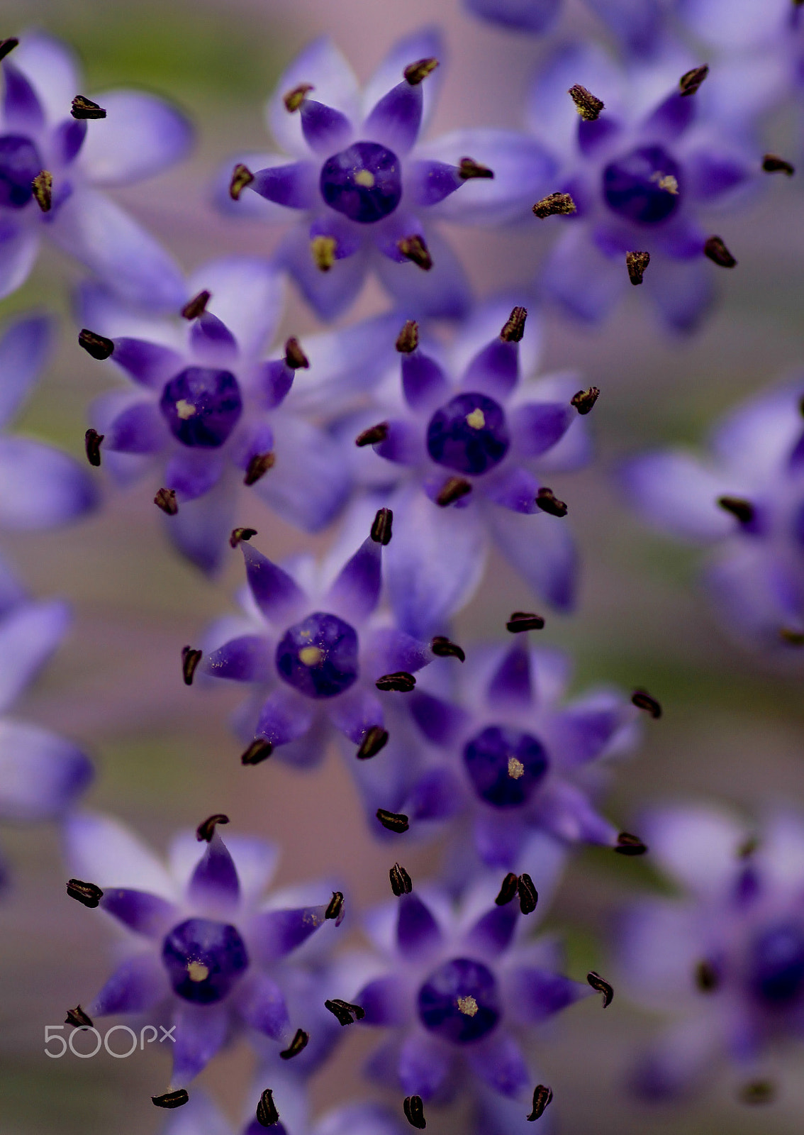 Canon EOS 7D + Tamron SP AF 90mm F2.8 Di Macro sample photo. Madeira - botanical garden photography