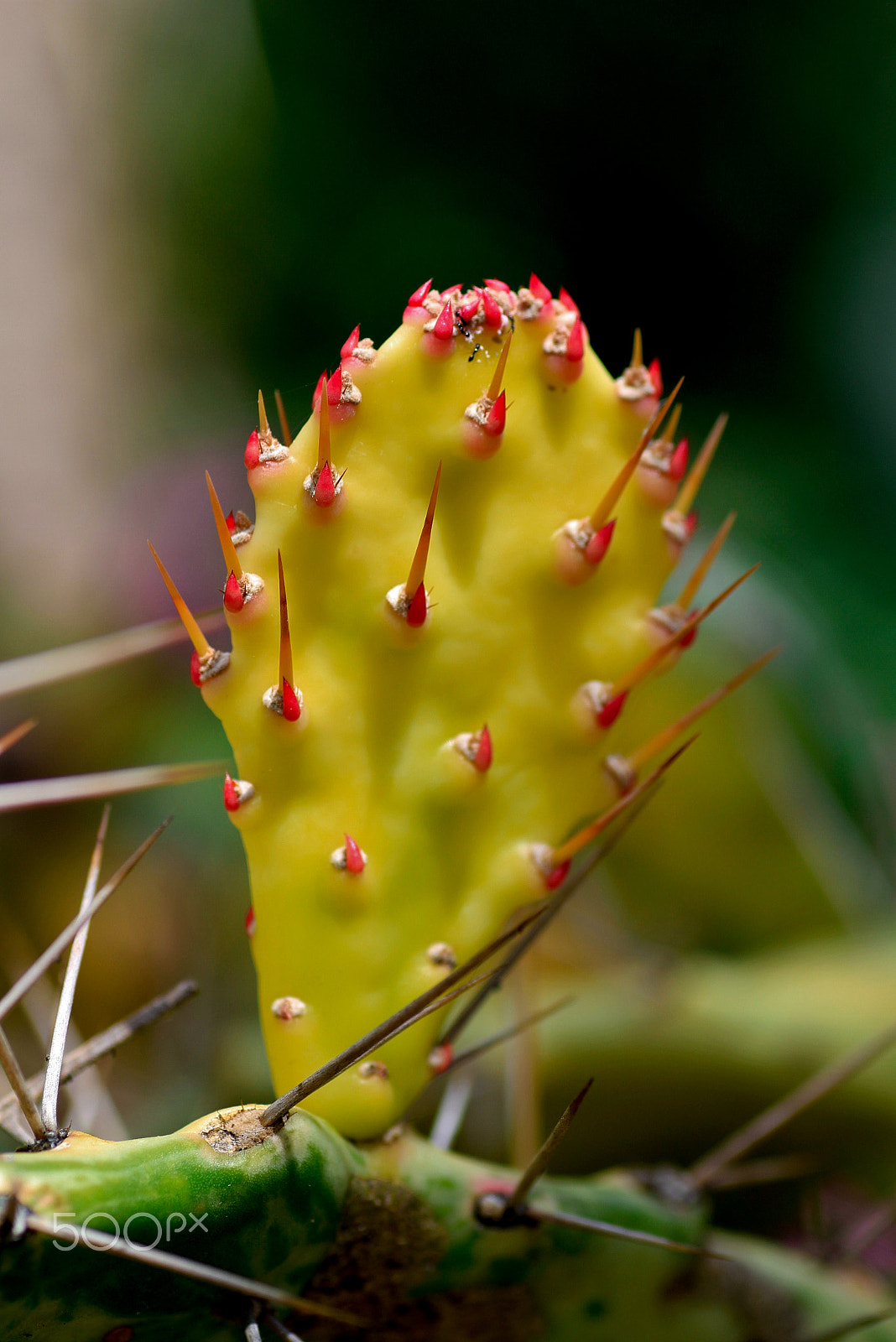 Canon EOS 7D + Tamron SP AF 90mm F2.8 Di Macro sample photo. Madeira - botanical garden photography