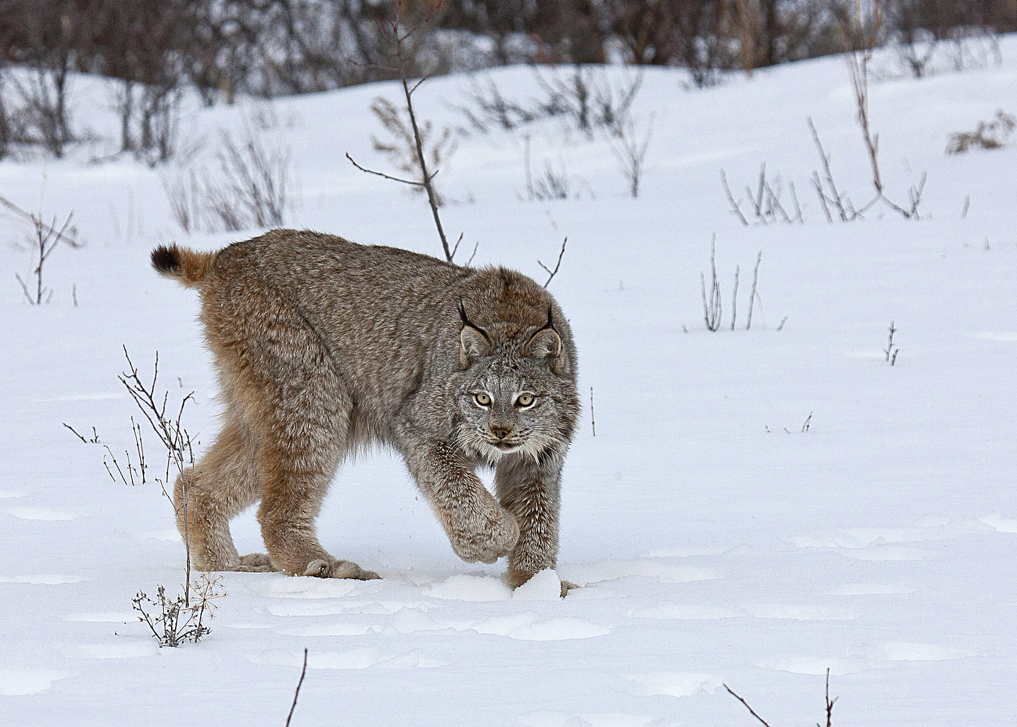 Canon EOS-1Ds Mark III + Canon EF 100-400mm F4.5-5.6L IS USM sample photo. Canadian lynx photography