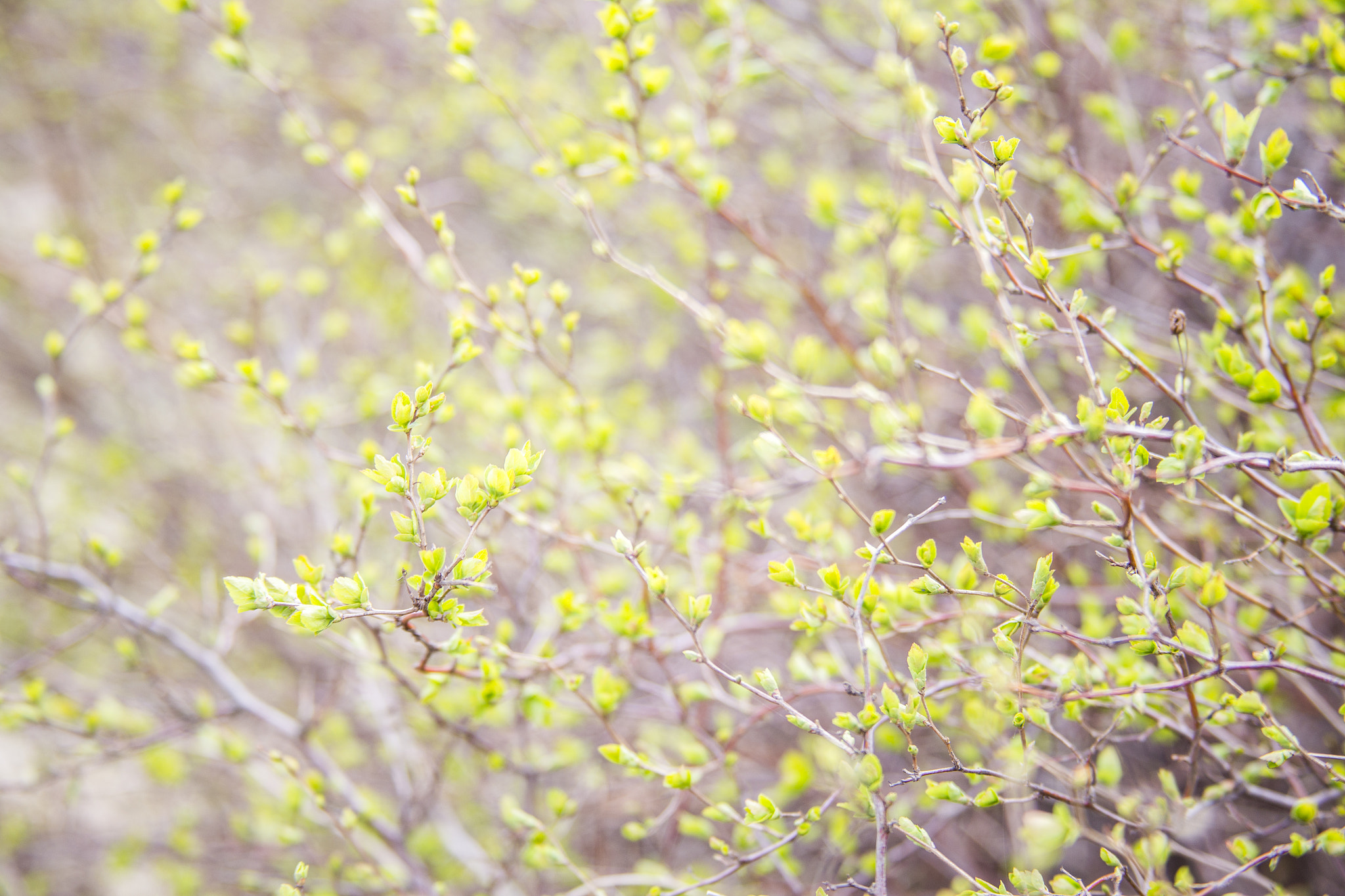 Canon EF 28-135mm F3.5-5.6 IS USM sample photo. Spring photography