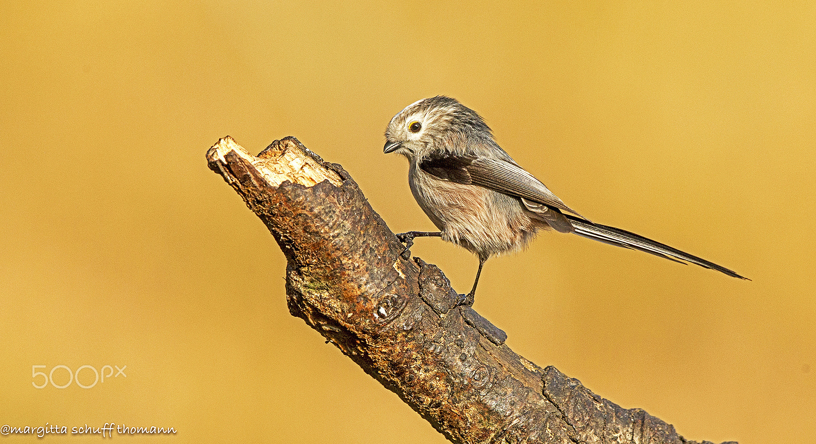 Canon EOS-1D X sample photo. Long tailed tit.. photography
