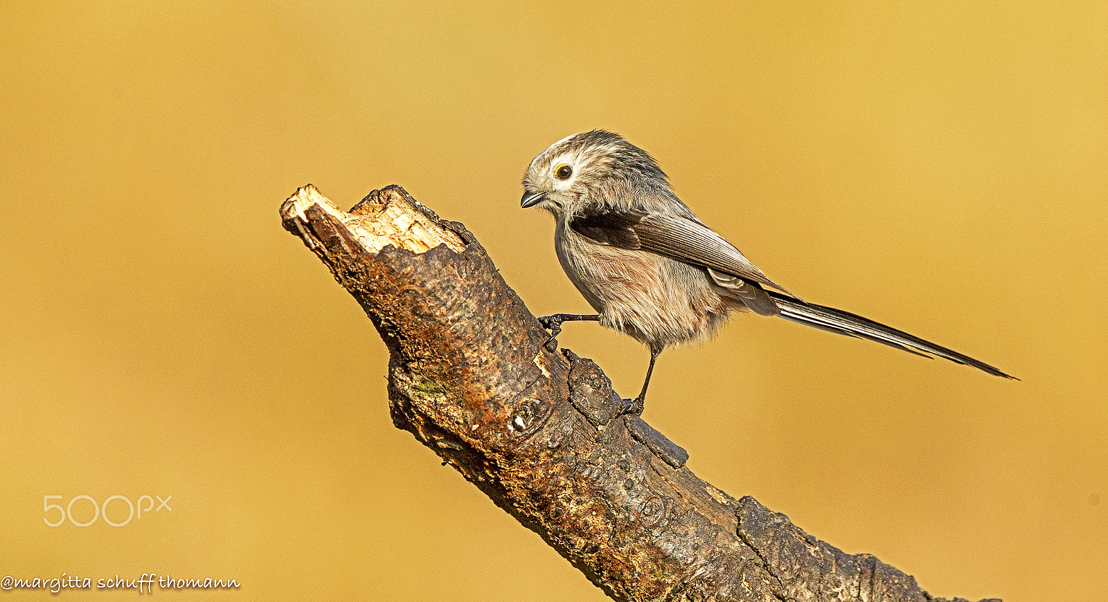 Canon EF 300mm F2.8L IS USM sample photo. Long tailed tit.. photography