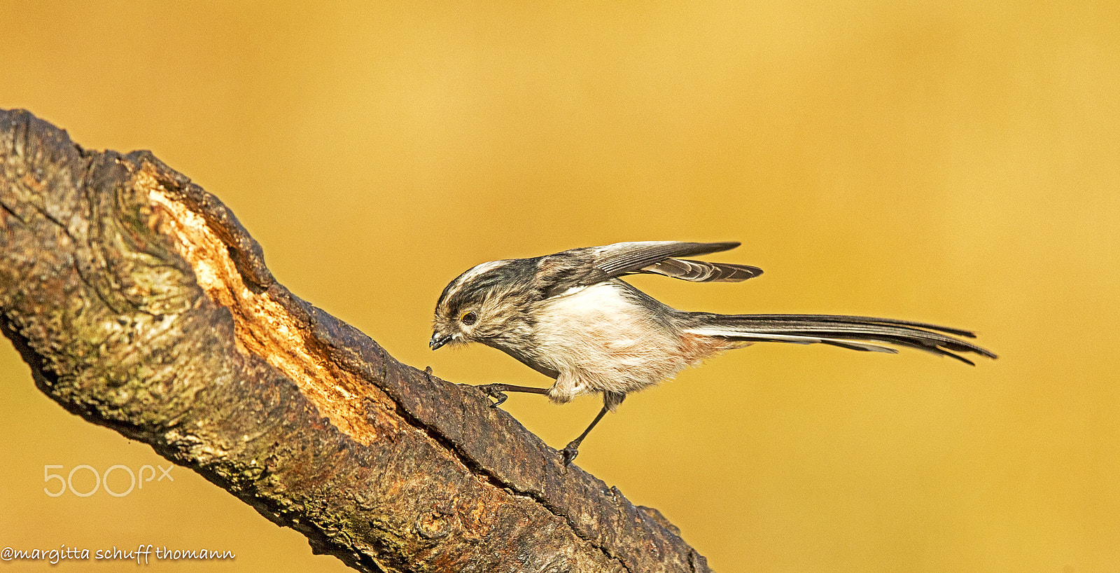 Canon EOS-1D X sample photo. Long tailed tit.. photography