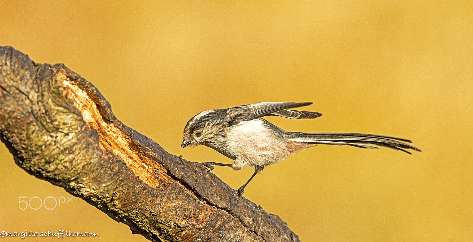 Canon EF 300mm F2.8L IS USM sample photo. Long tailed tit.. photography