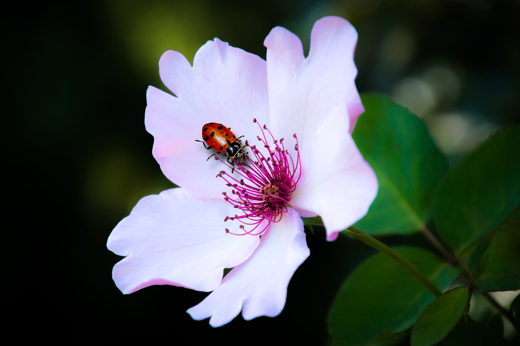 Tamron 16-300mm F3.5-6.3 Di II VC PZD Macro sample photo. ... photography