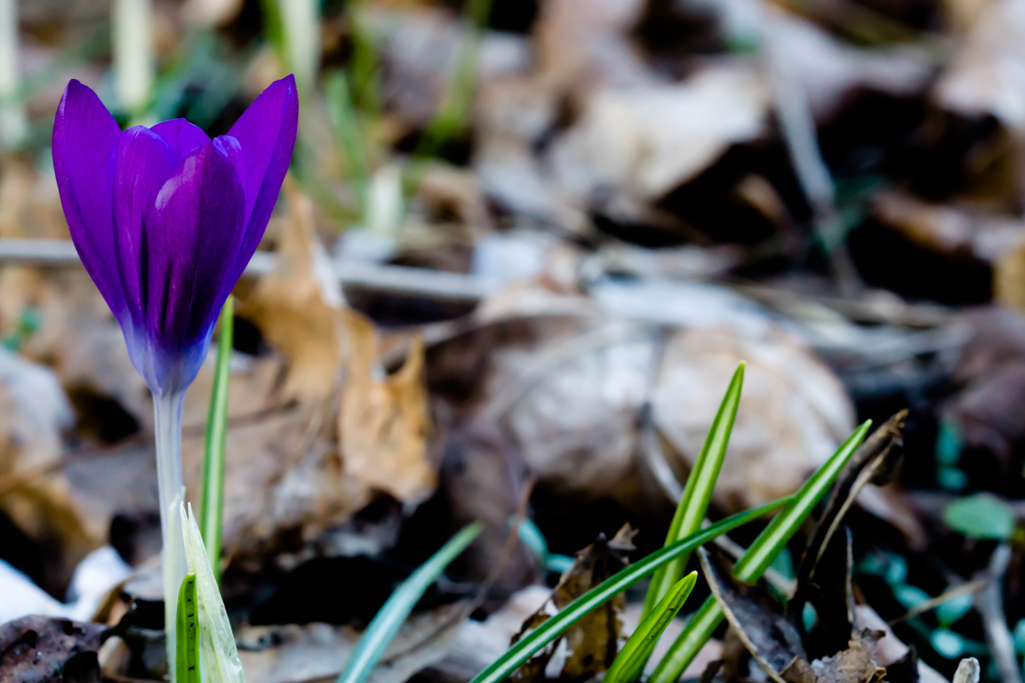 Sony a6000 + MACRO 50mm F2.8 sample photo. Schönheit wächst überall photography