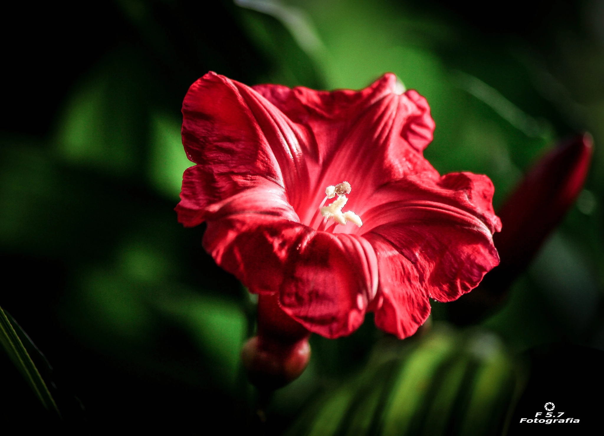 Canon EF-S 55-250mm F4-5.6 IS II sample photo. Renascence photography