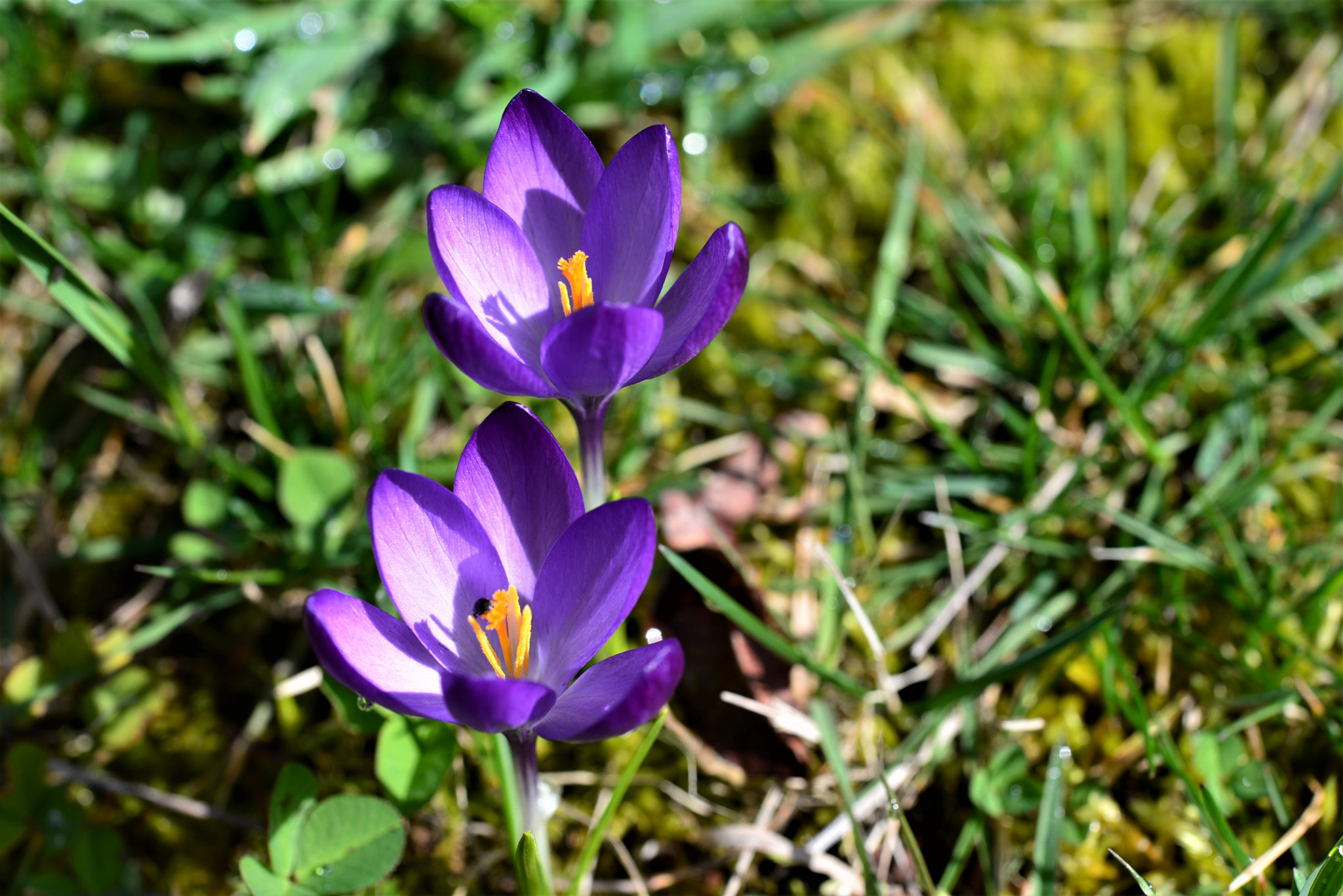 Nikon AF-S Micro-Nikkor 60mm F2.8G ED sample photo. Jumeaux / 2780 photography