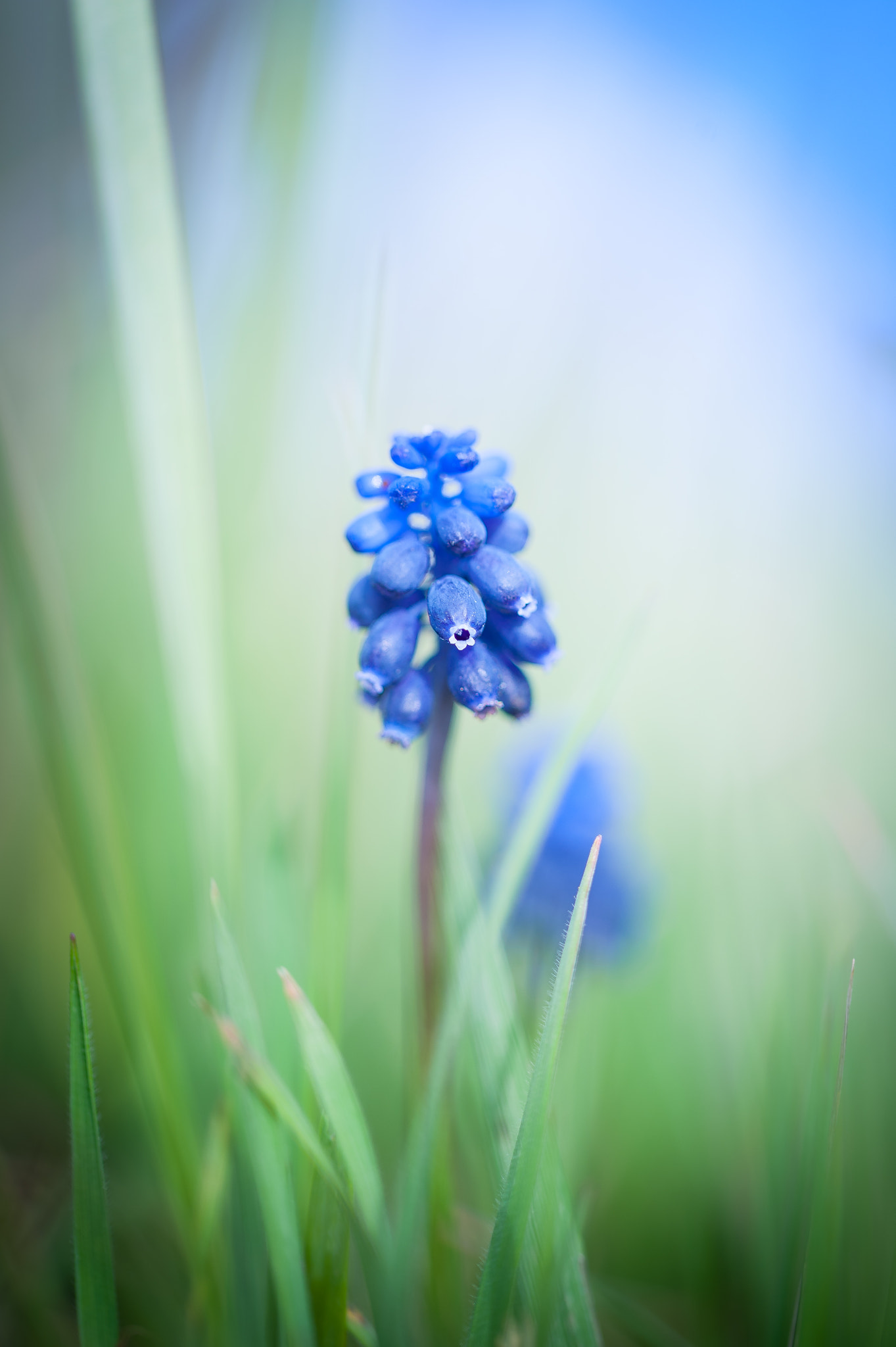 Sigma 105mm F2.8 EX DG OS HSM sample photo. Muscaris photography