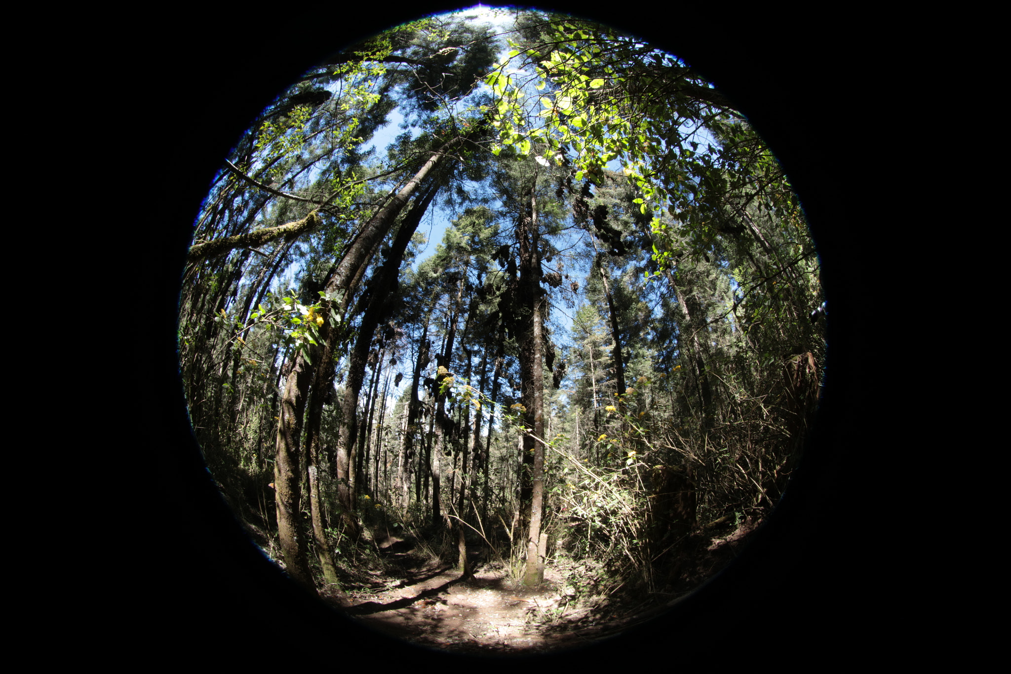 Canon EF 8-15mm F4L Fisheye USM sample photo. 8mm photography