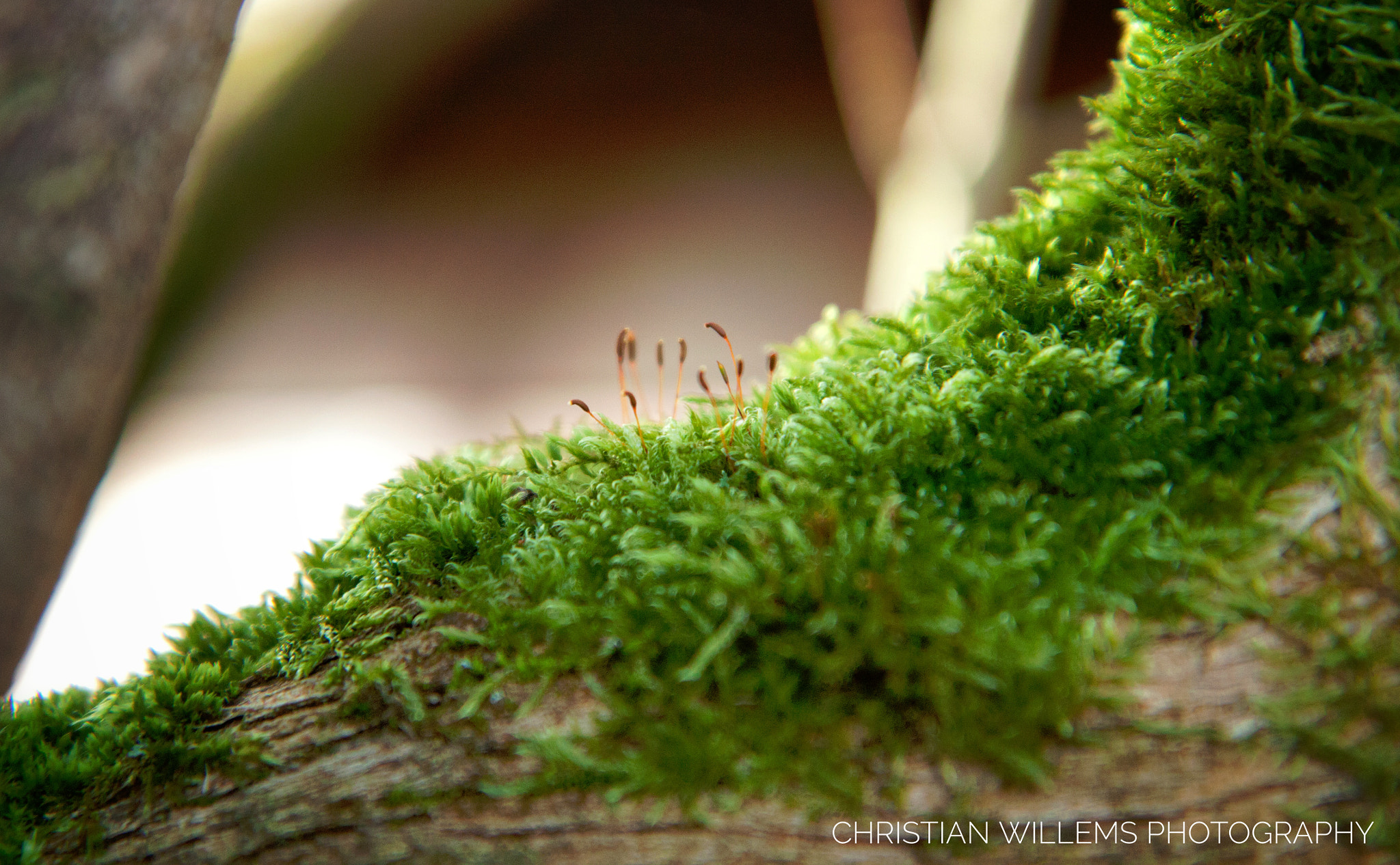 Canon EF-S 17-55mm F2.8 IS USM sample photo. Mousse photography