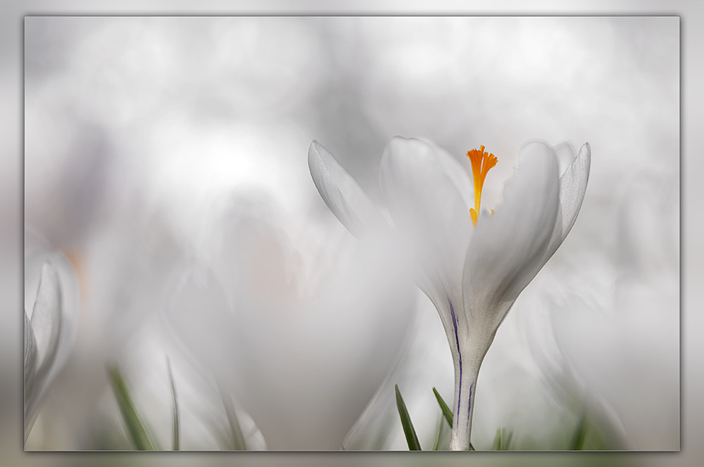 Sigma 150mm F2.8 EX DG OS Macro HSM sample photo. Crocus photography