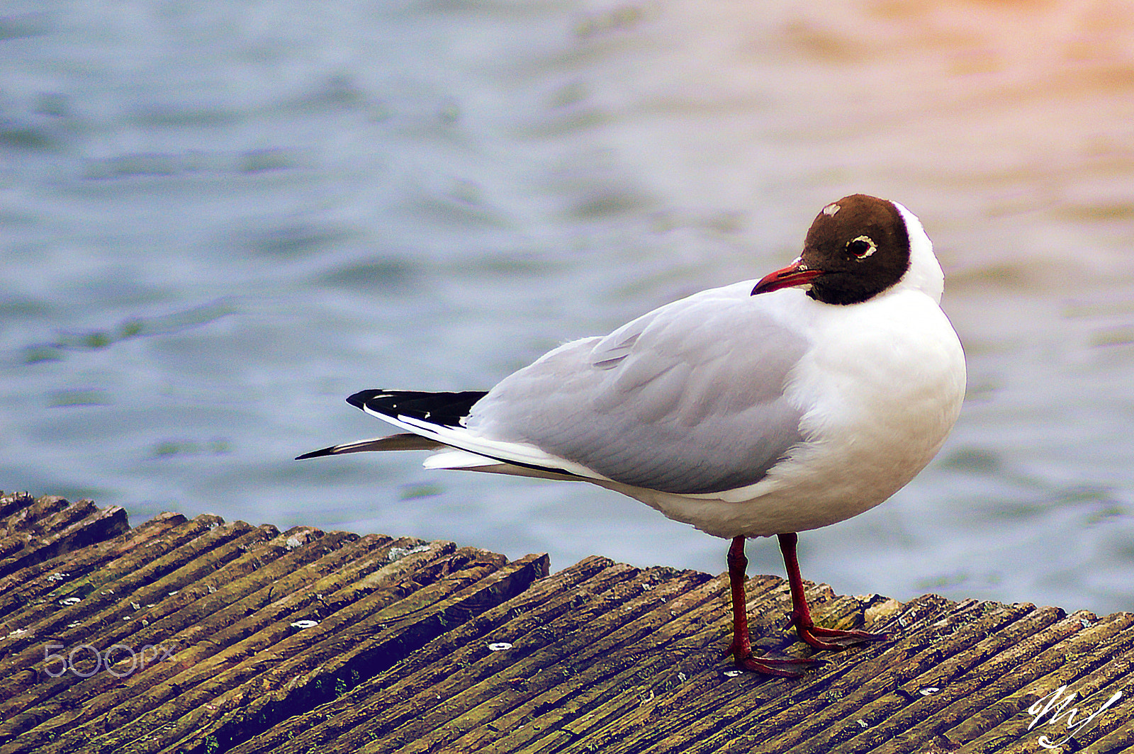 Nikon D3200 sample photo. Möwe photography