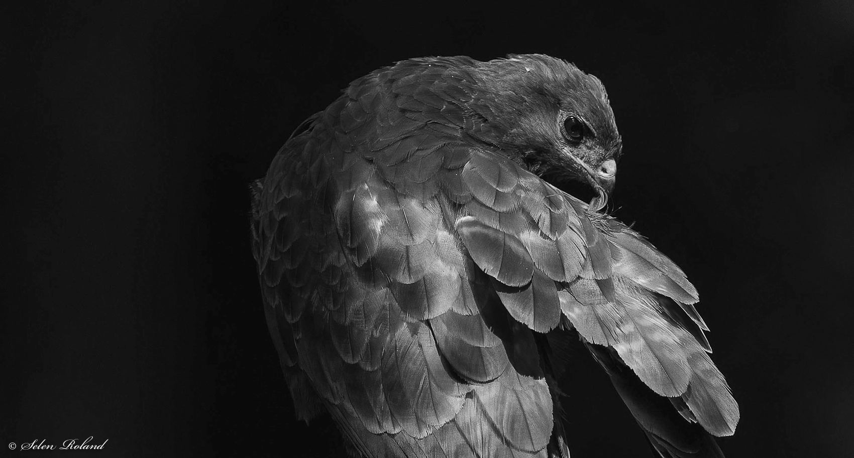 Nikon D4 sample photo. Buizerd - buzzard (b&w) photography