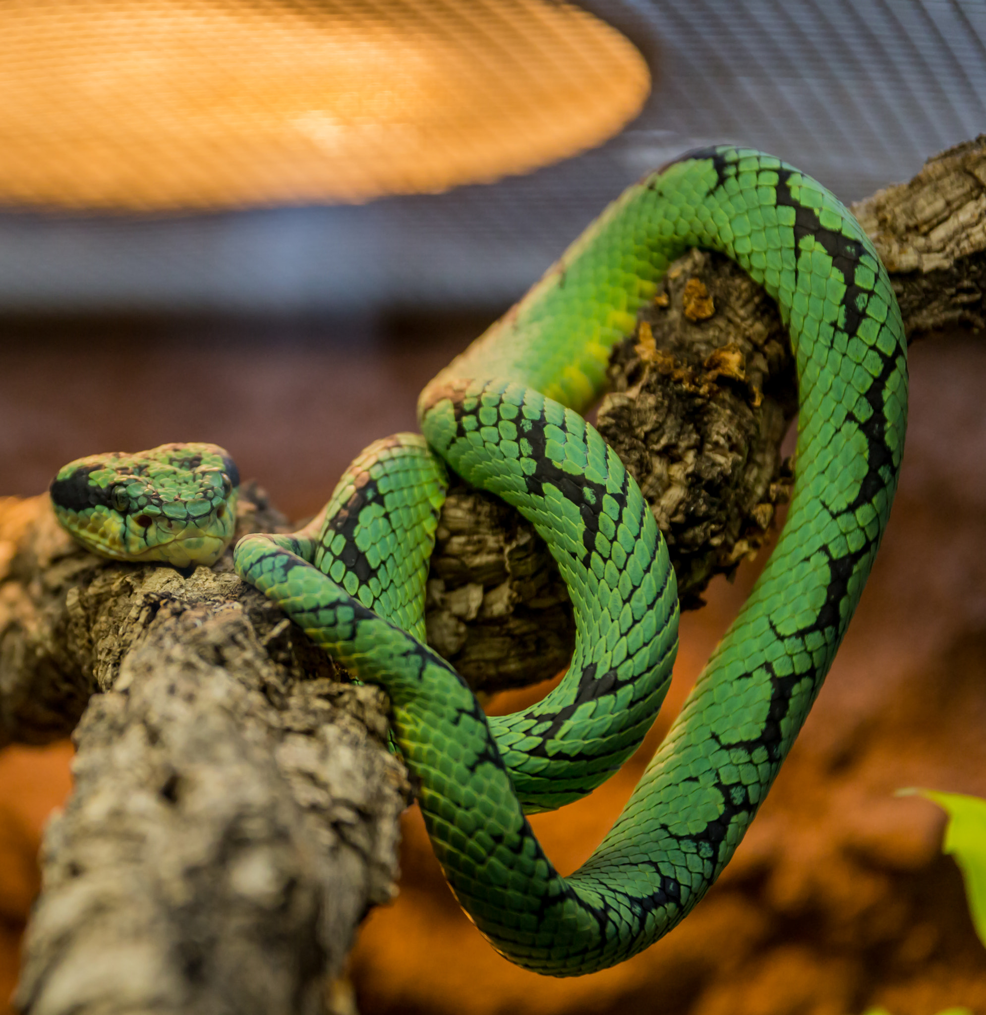 Sigma 17-70mm F2.8-4 DC Macro OS HSM sample photo. Ceylon lanzenotter photography