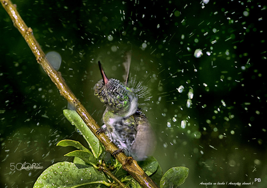 Nikon D800E sample photo. Hummingbird shower photography
