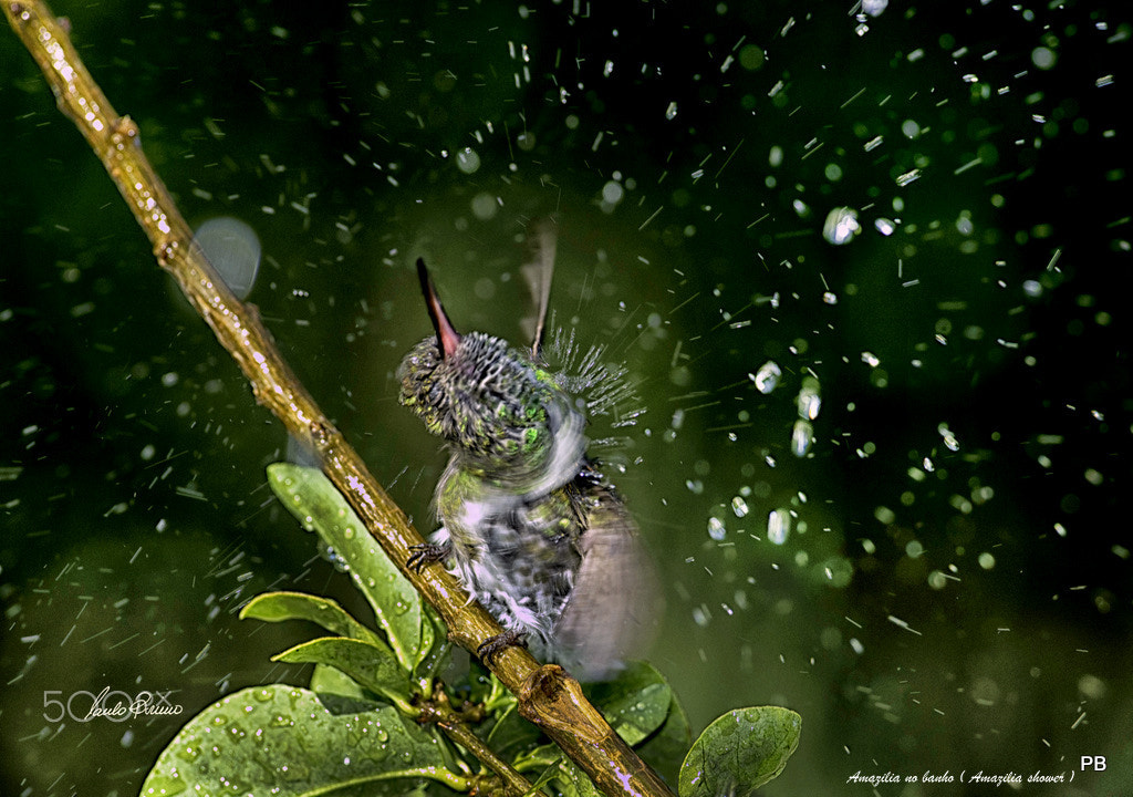 Nikon AF-S Nikkor 300mm F2.8G ED VR II sample photo. Hummingbird shower photography