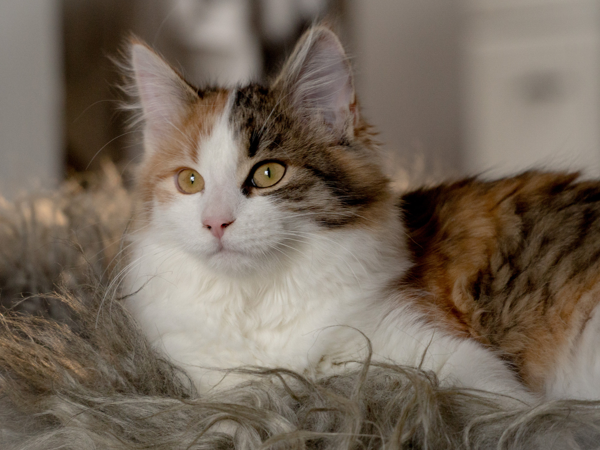 Olympus OM-D E-M10 sample photo. Resting cat photography