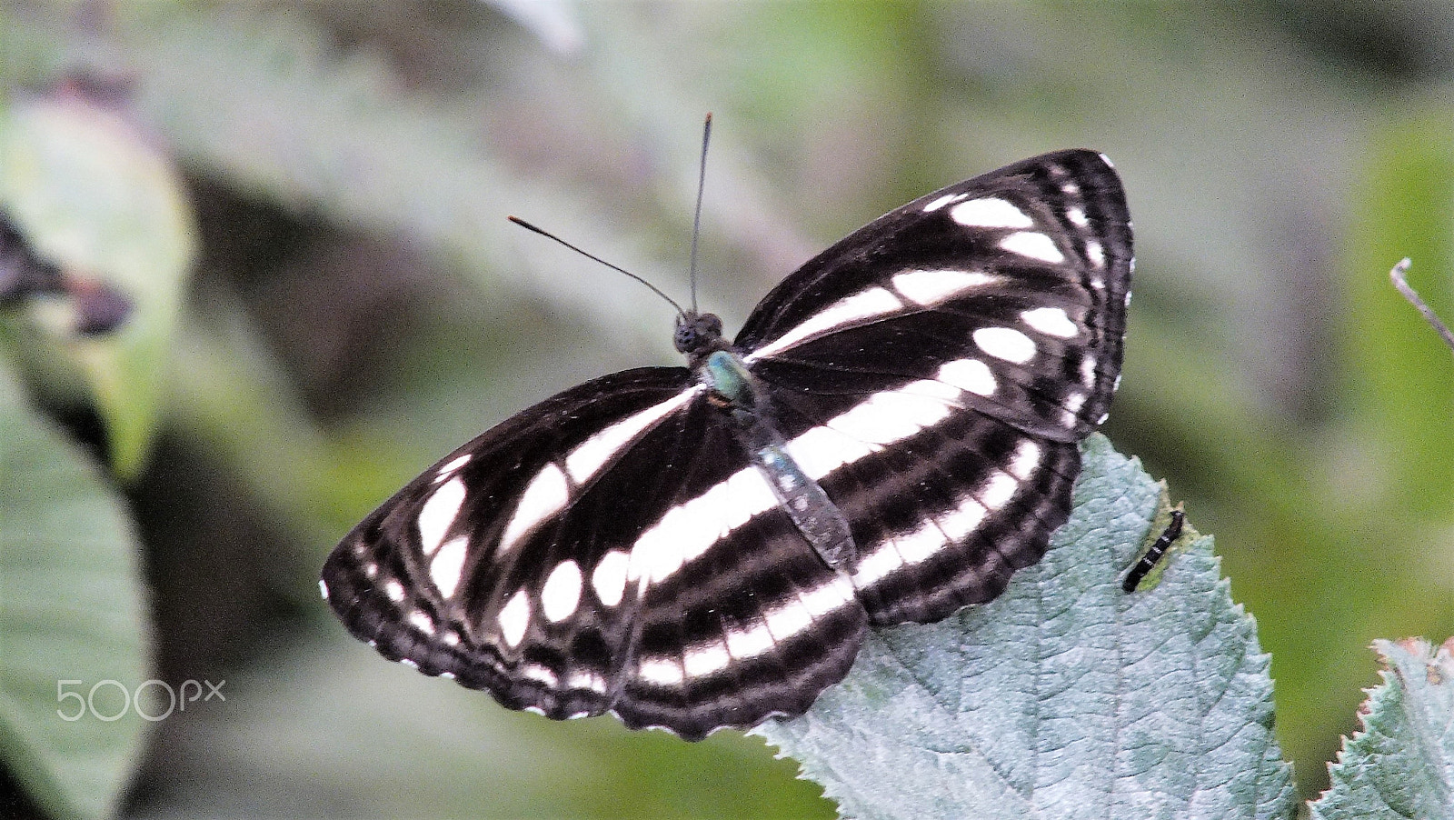 Fujifilm FinePix HS28EXR sample photo. Butterfly photography