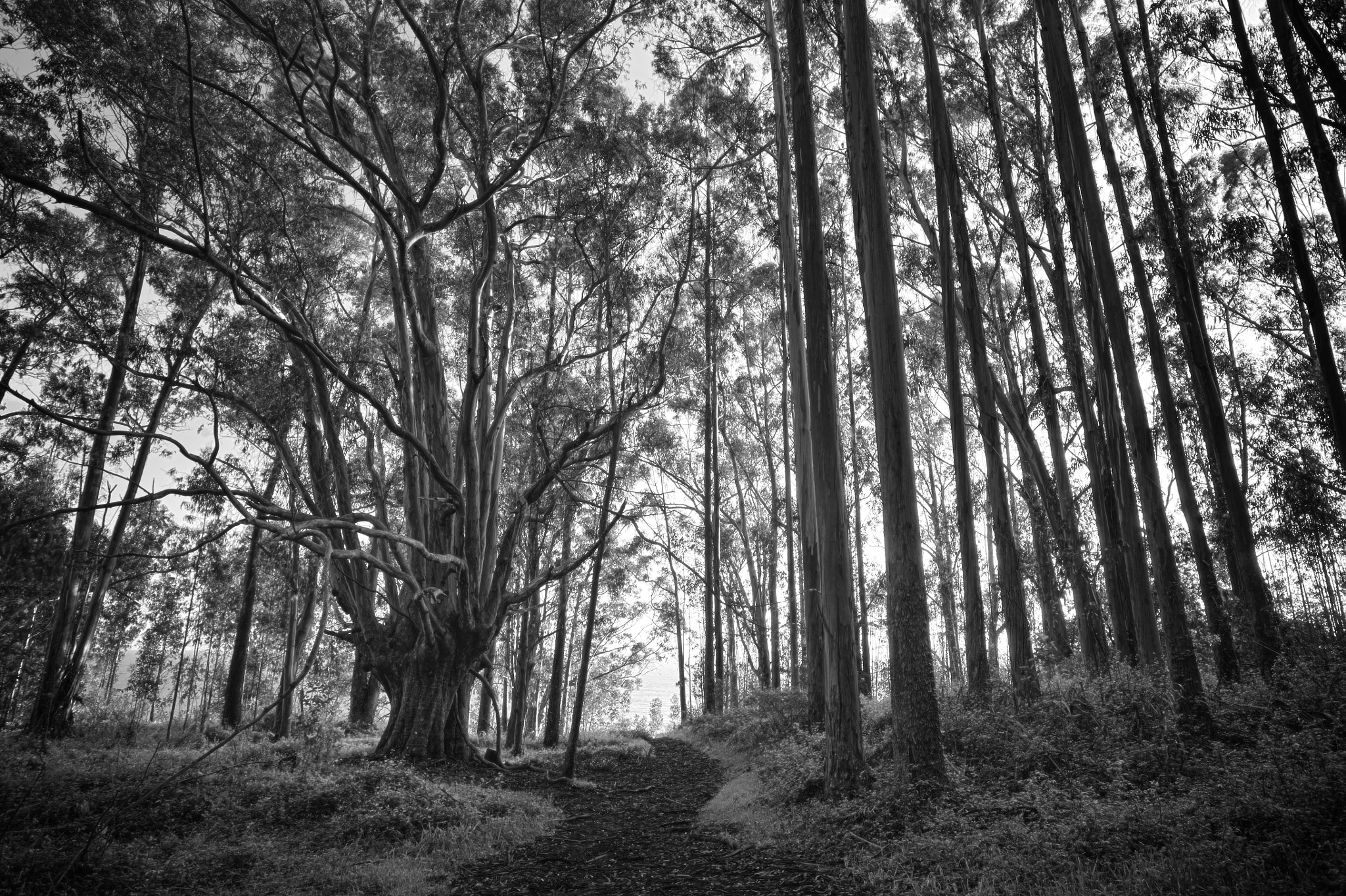 Canon EOS 5D + Canon EF 17-40mm F4L USM sample photo. Where the wild things photography