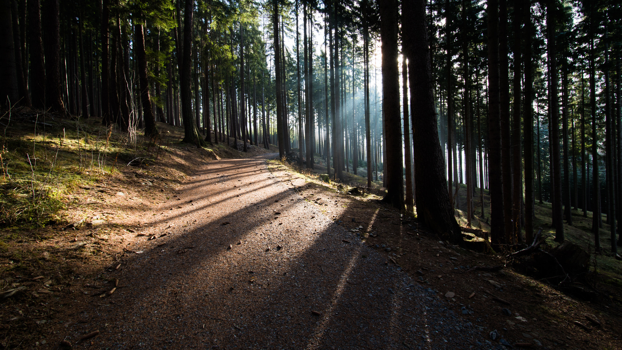 Nikon D5500 sample photo. Forest road photography