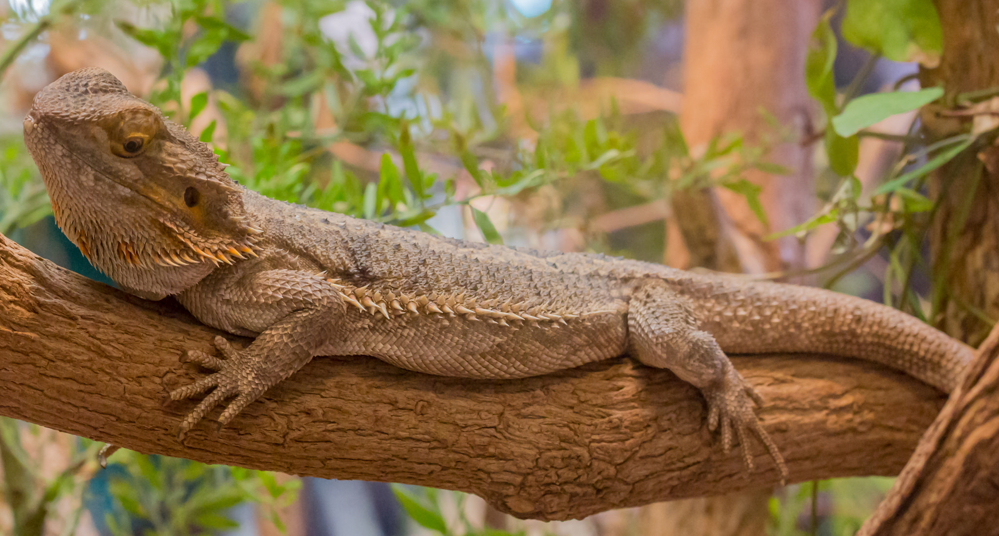 Canon EF 100mm F2.8L Macro IS USM sample photo. Bartagame echse (pogona) photography