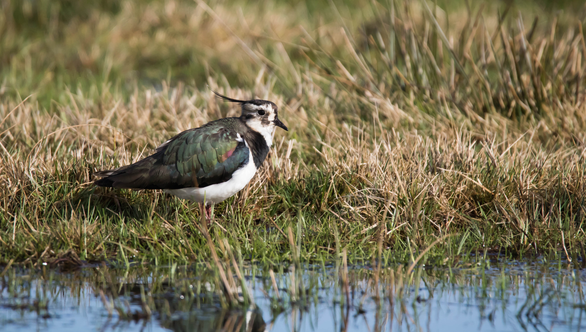 Tamron SP 150-600mm F5-6.3 Di VC USD sample photo. Kiebitz photography