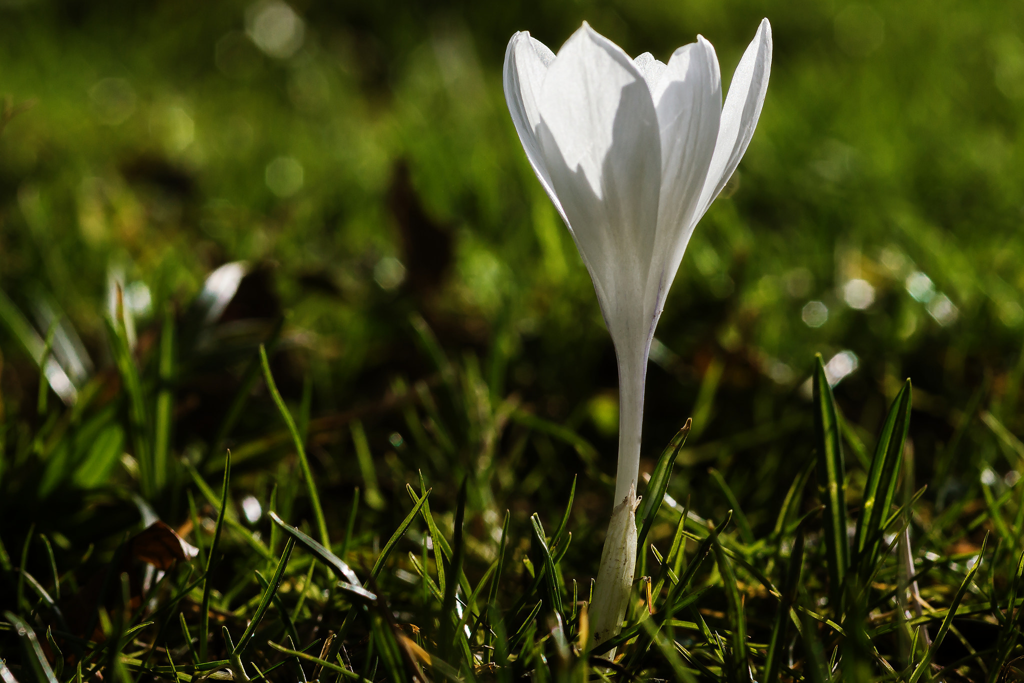 Sony SLT-A77 sample photo. White crocus 2017 photography