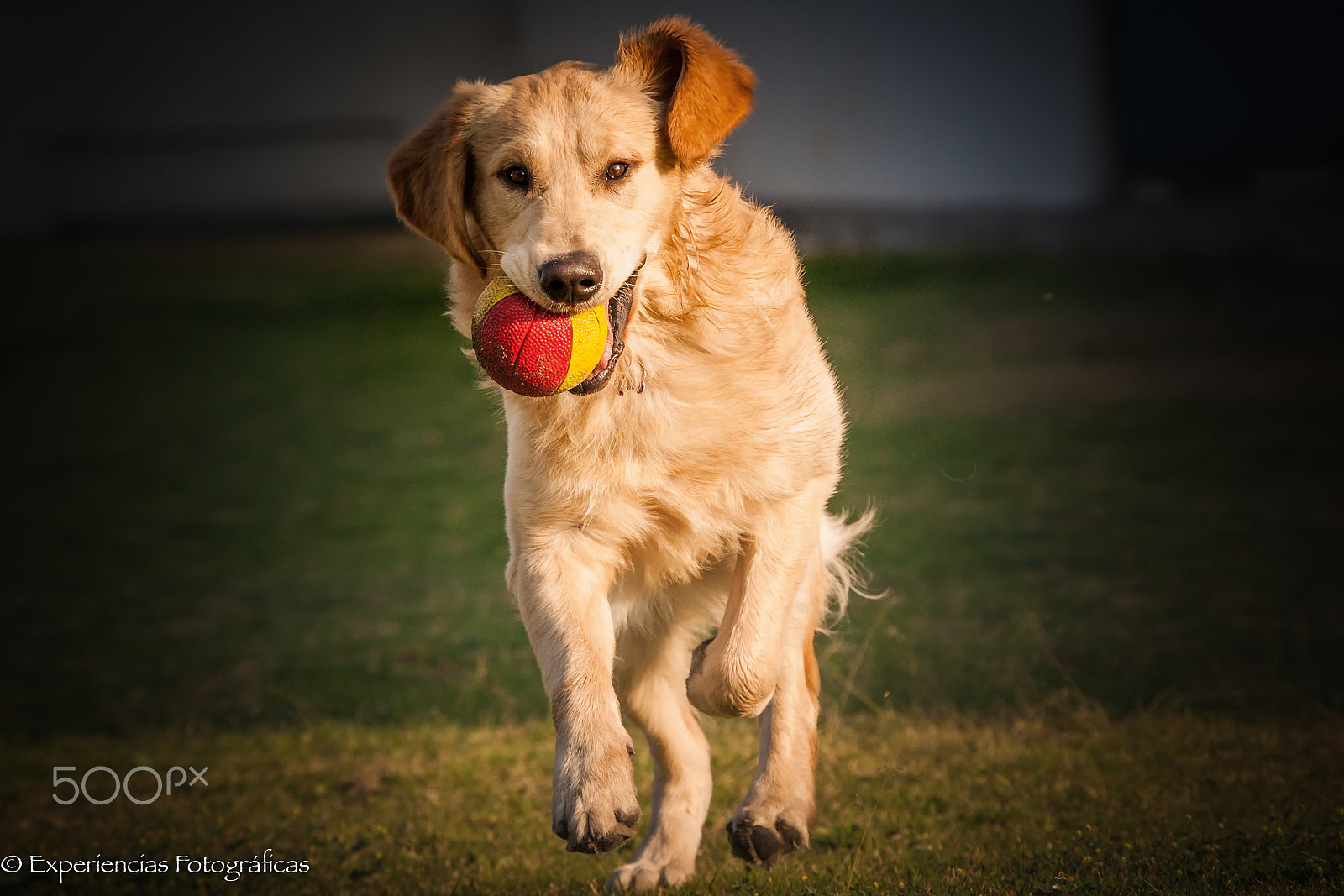Canon EOS-1D Mark III + Canon EF 100-400mm F4.5-5.6L IS USM sample photo. Playing with my ball photography