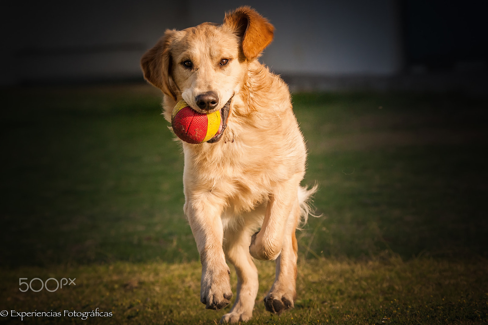 Canon EOS-1D Mark III sample photo. Playing with my ball photography