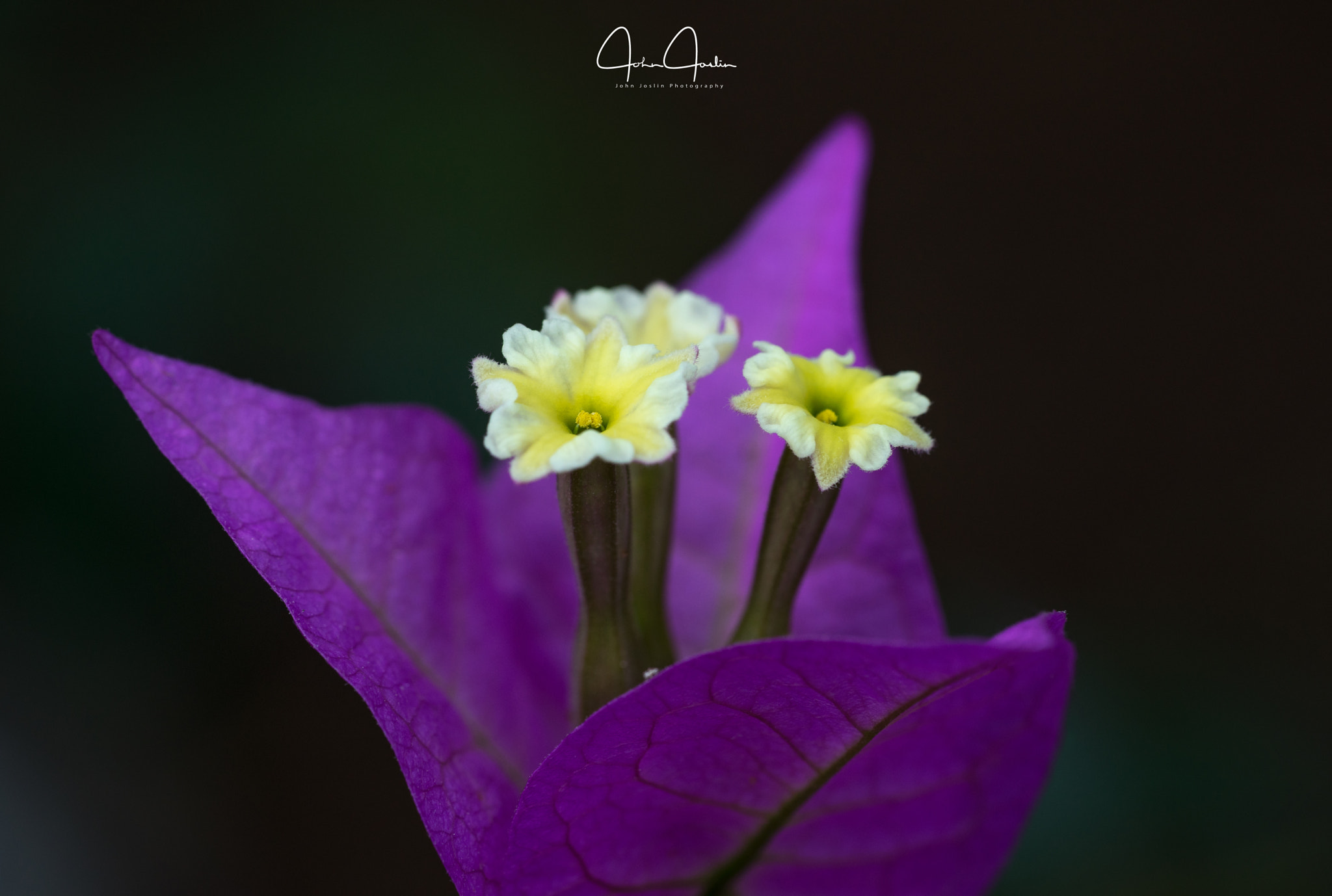 Sony a7R sample photo. Setting sail in a purple boat photography