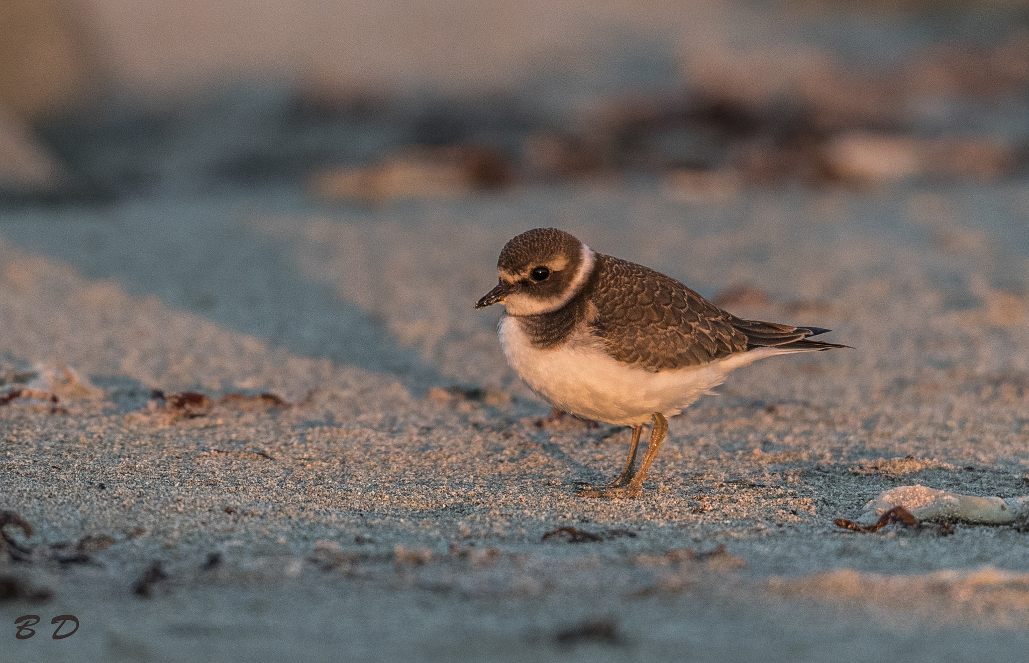 Canon EOS-1D X Mark II sample photo. Ringed plover photography