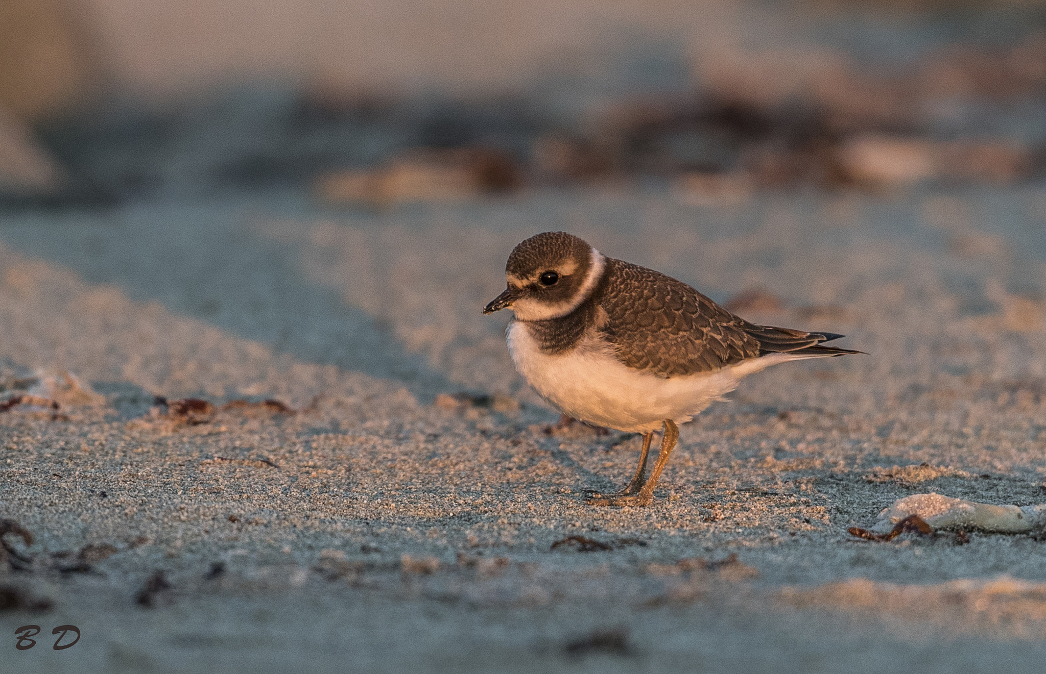 Canon EF 500mm F4L IS USM sample photo. Ringed plover photography