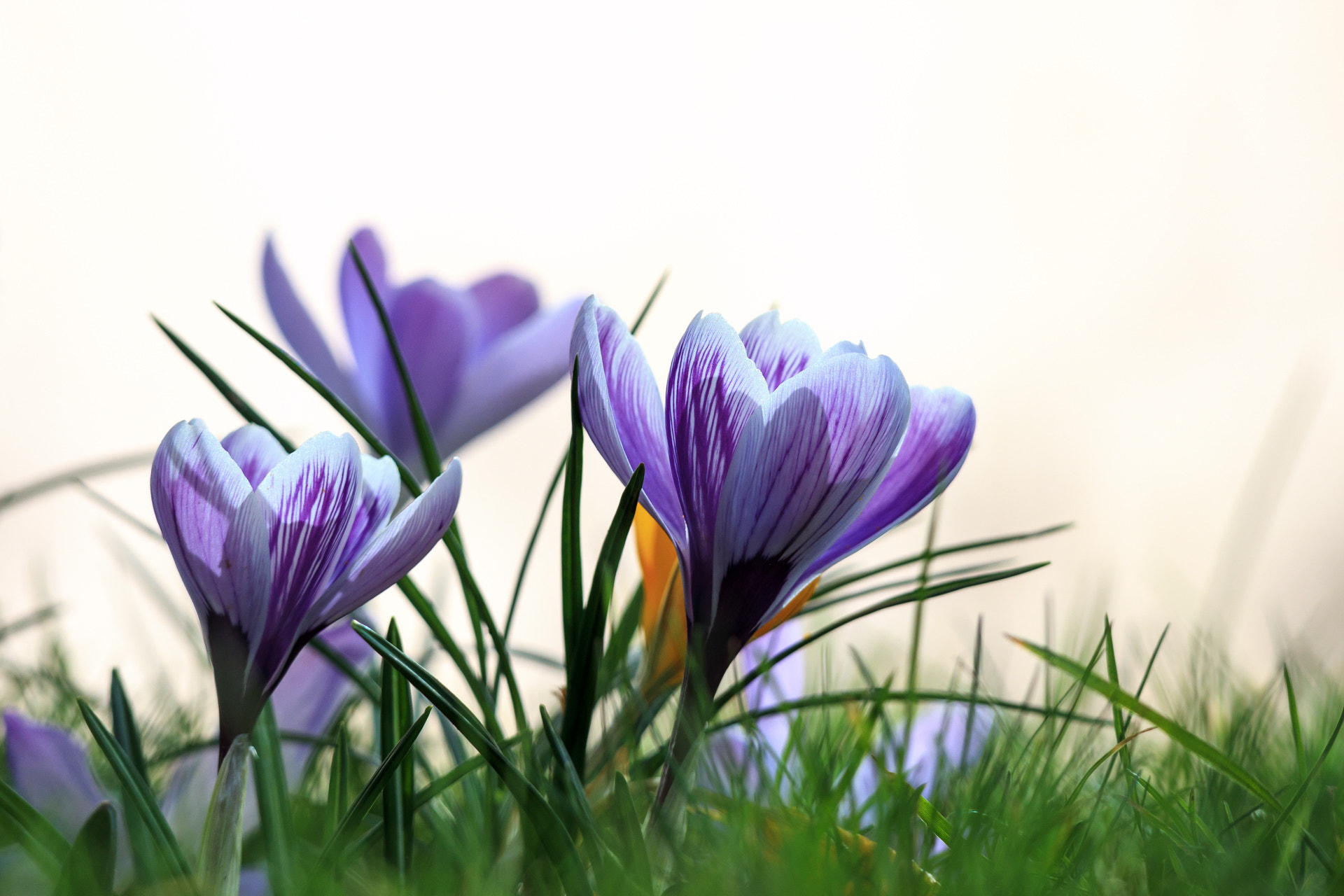 Canon EOS M5 sample photo. Crocus photography