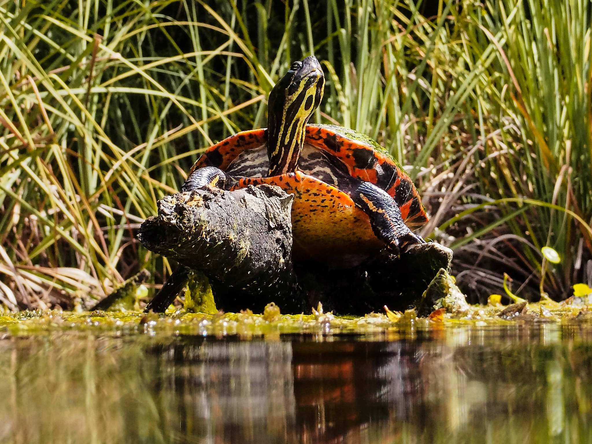Olympus OM-D E-M5 sample photo. Periscope up: red-belly in alexander photography