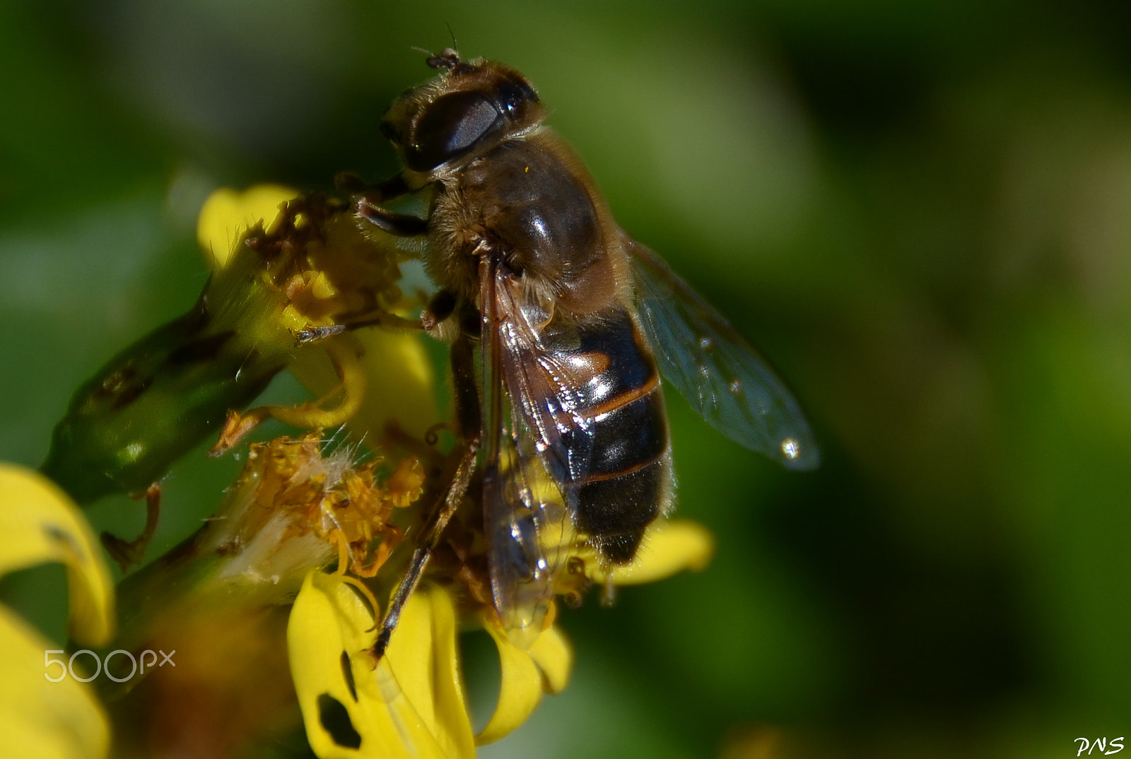 Sigma 18-200mm F3.5-6.3 II DC OS HSM sample photo. Bee photography