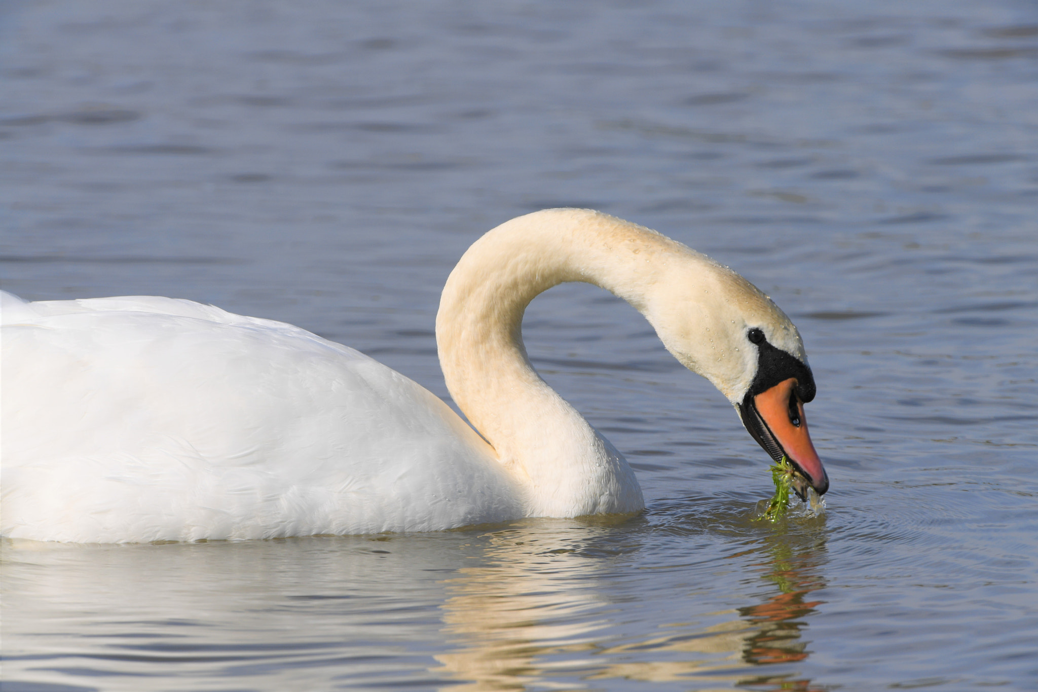 Nikon D5 + Nikon AF-S Nikkor 200-400mm F4G ED-IF VR sample photo. Miam photography