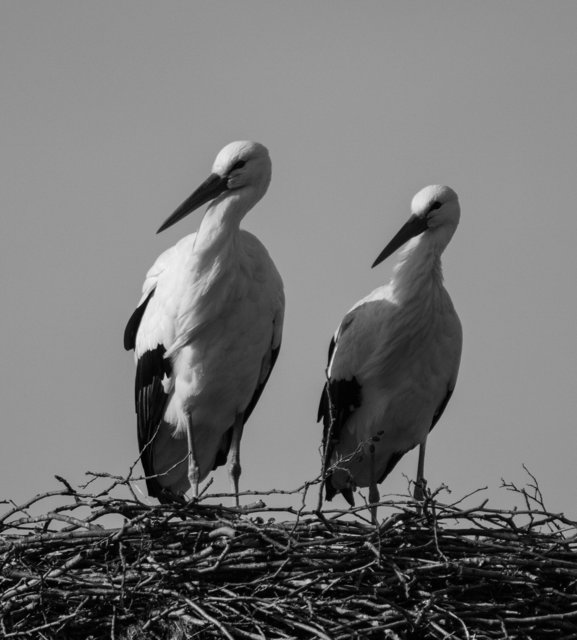 Tamron SP 150-600mm F5-6.3 Di VC USD sample photo. Stork photography