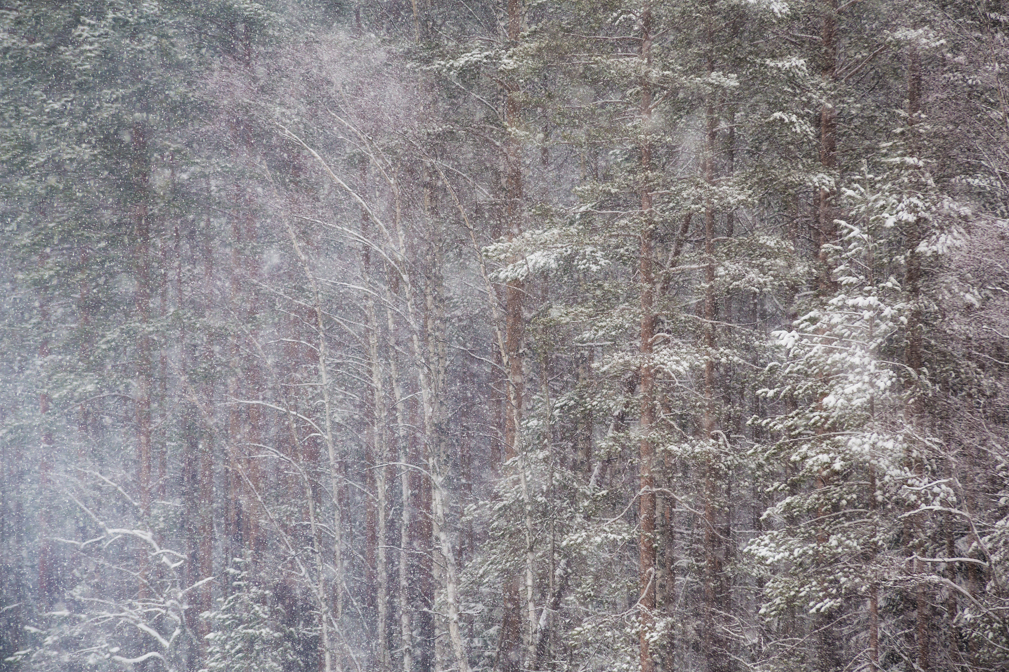 Sigma 70-200mm F2.8 EX DG OS HSM sample photo. Snowing photography