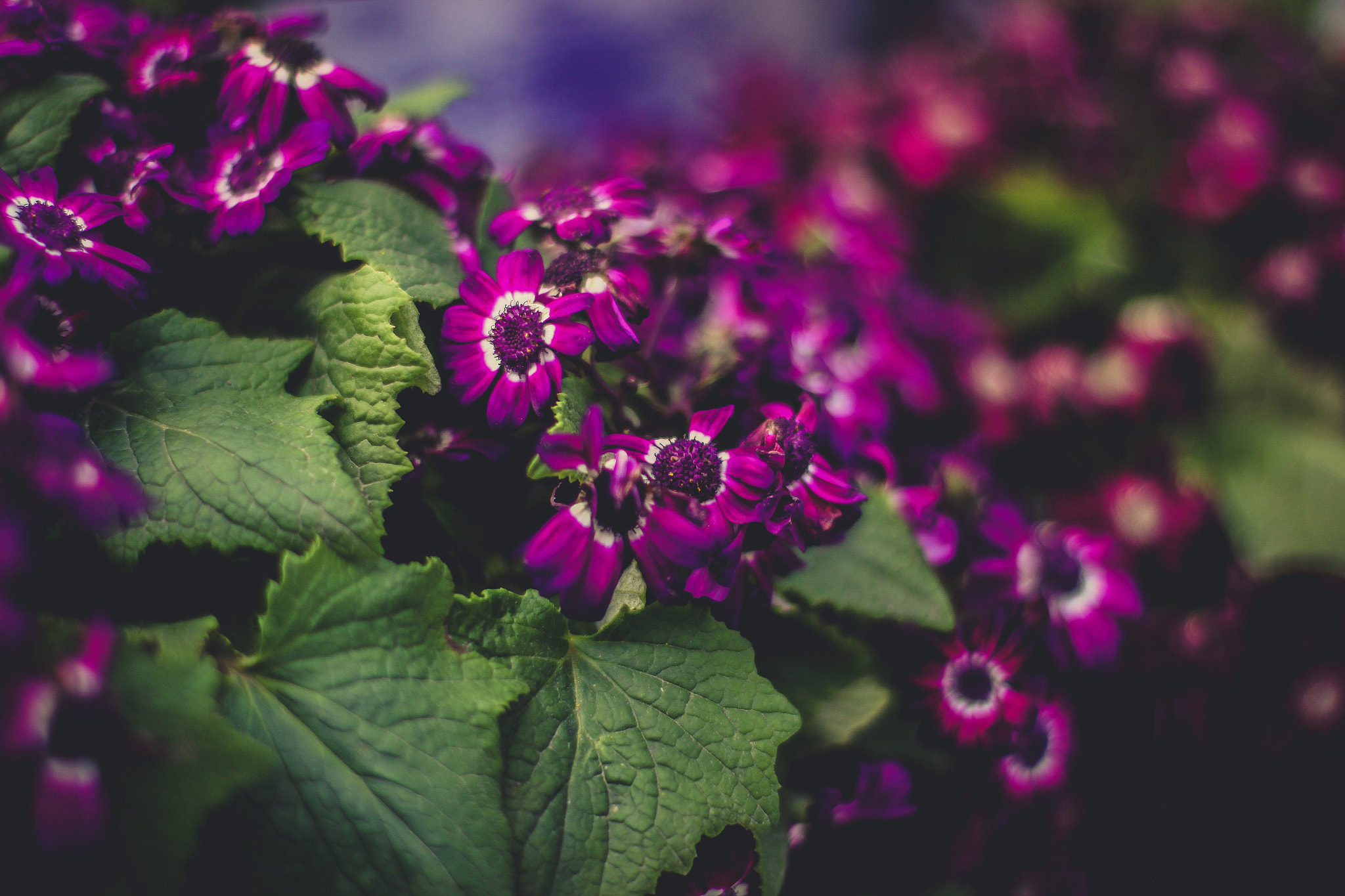 Canon EOS 50D + Canon EF 50mm F1.4 USM sample photo. Img photography