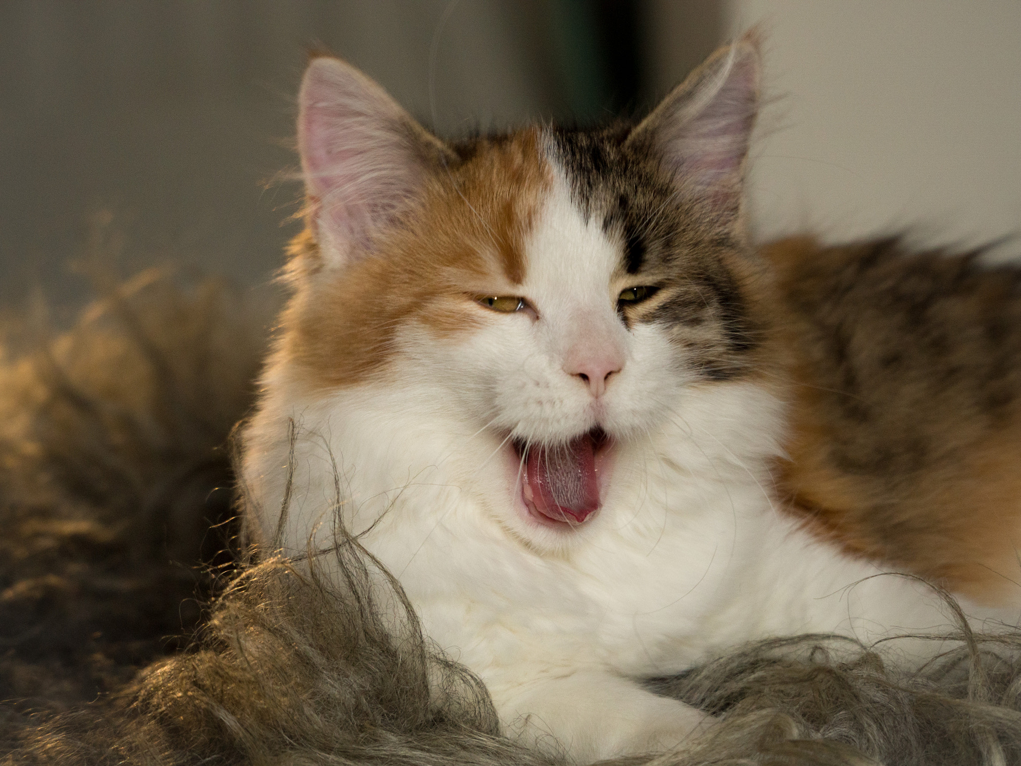 Olympus OM-D E-M10 sample photo. Yawn! photography