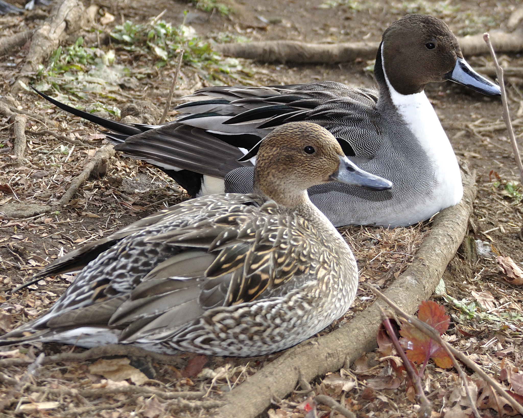 Sigma 18-200mm F3.5-6.3 DC OS HSM sample photo. A couple photography