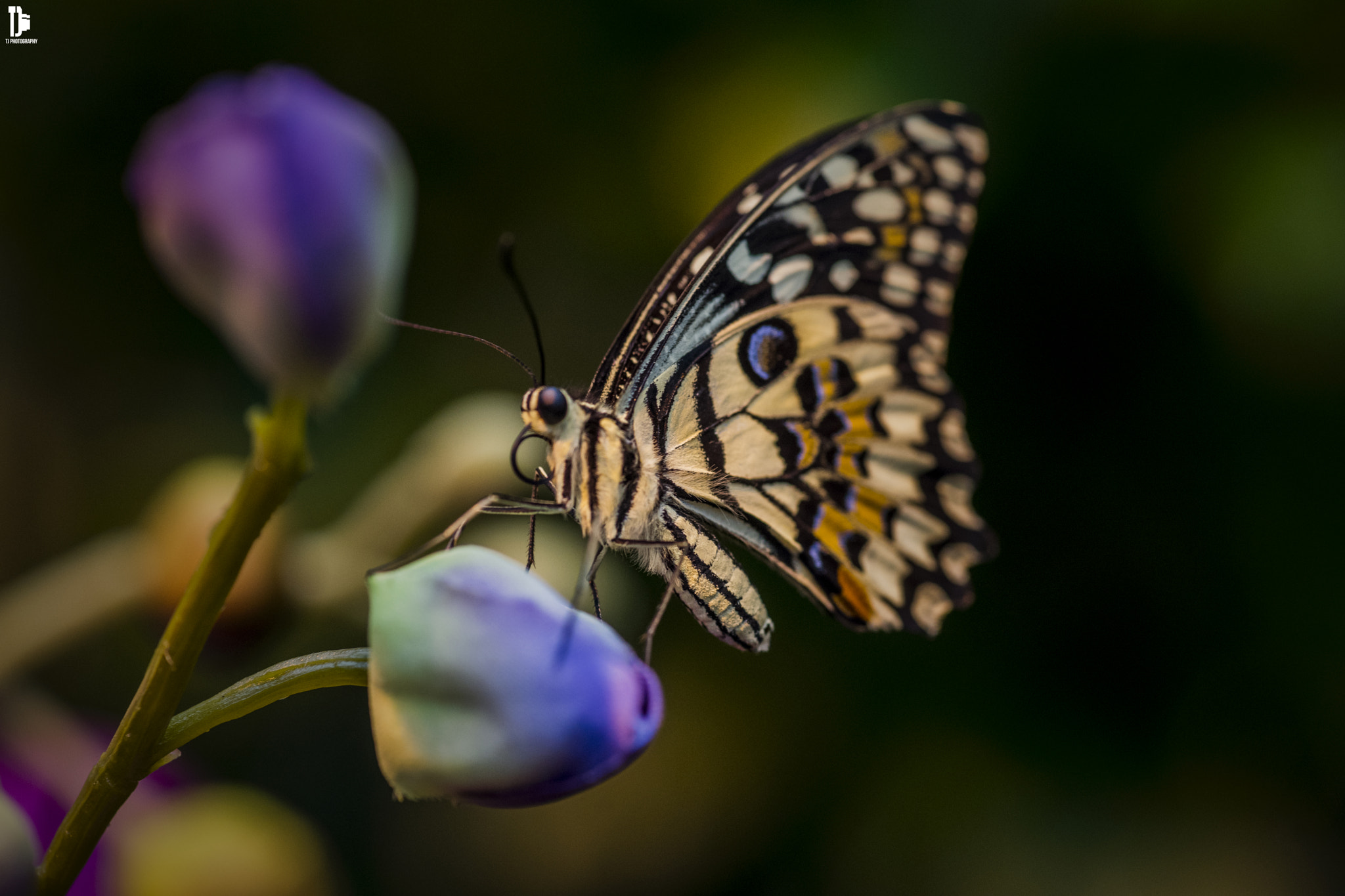 Sony a7 sample photo. Butterfly photography