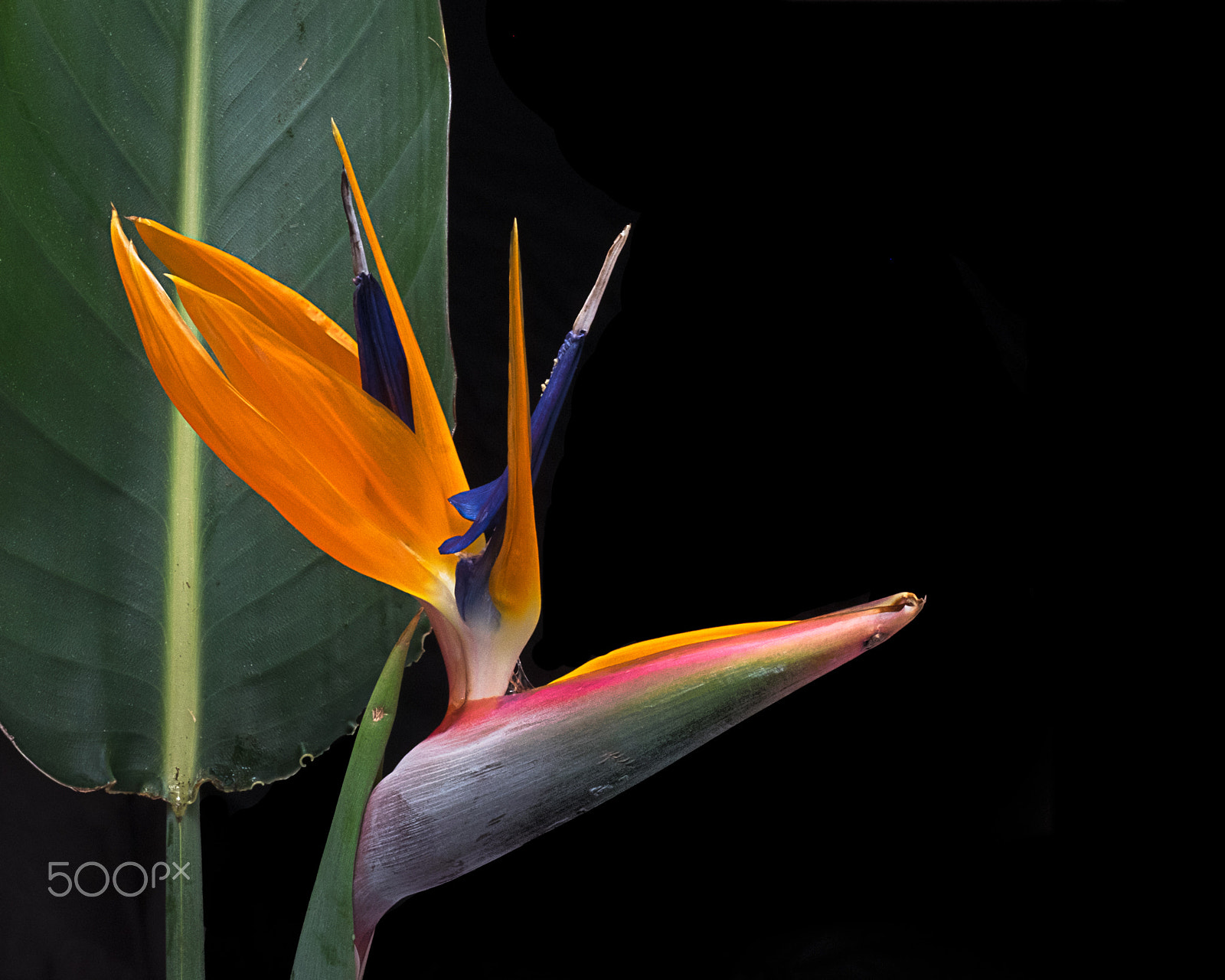 Fujifilm X-T1 + Fujifilm XF 60mm F2.4 R Macro sample photo. Strelitzia on black bg photography