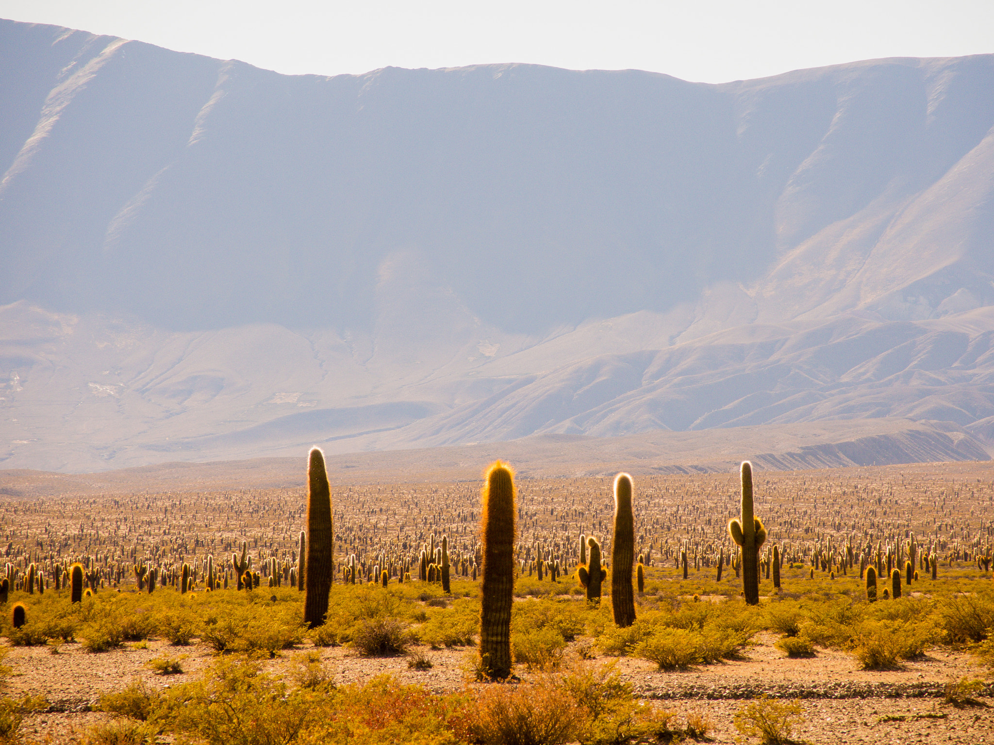 Nikon Coolpix P7800 sample photo. The field of cacti photography