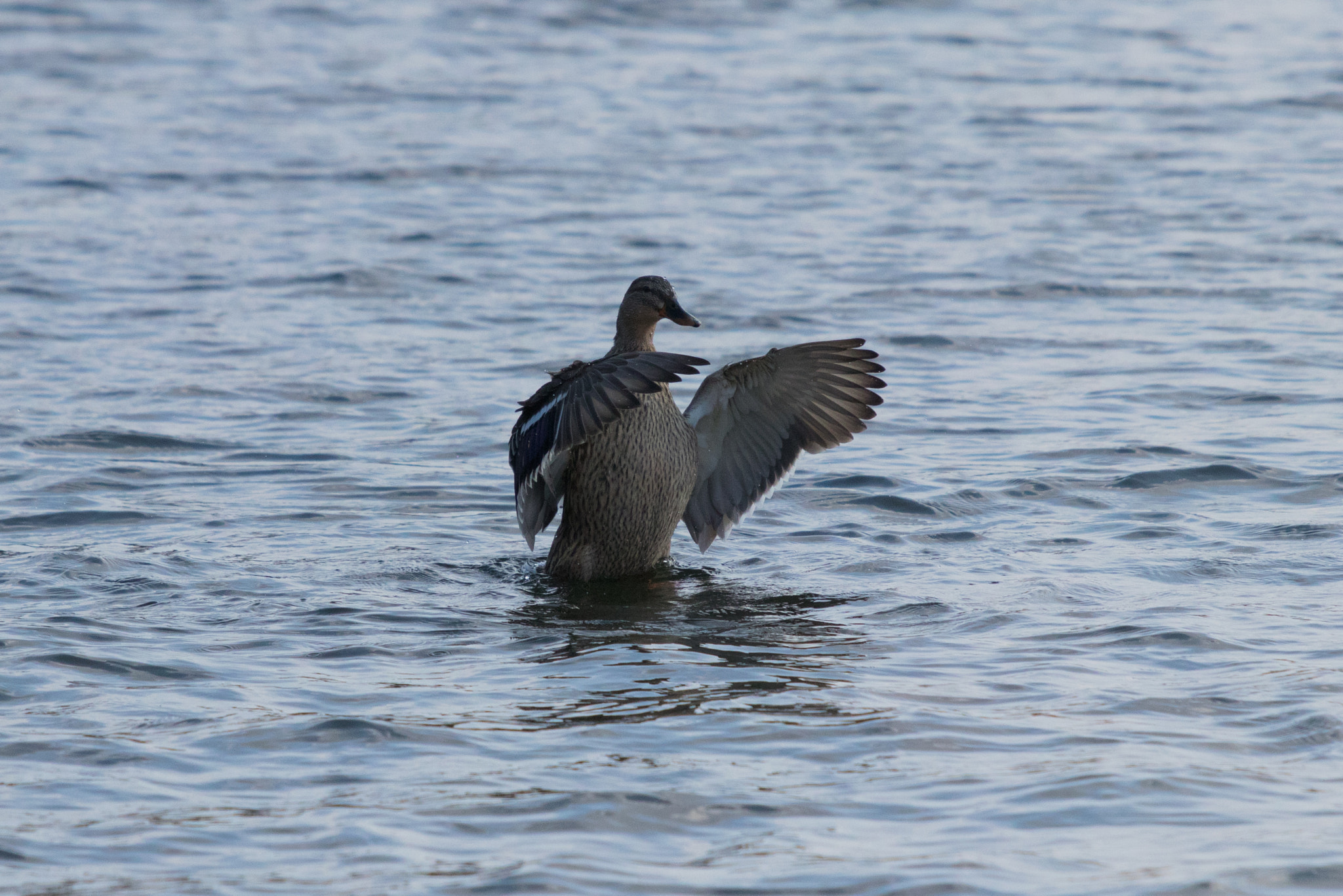 Canon EOS 80D + Canon EF 70-200mm F4L IS USM sample photo. Mallard ready for take-off photography