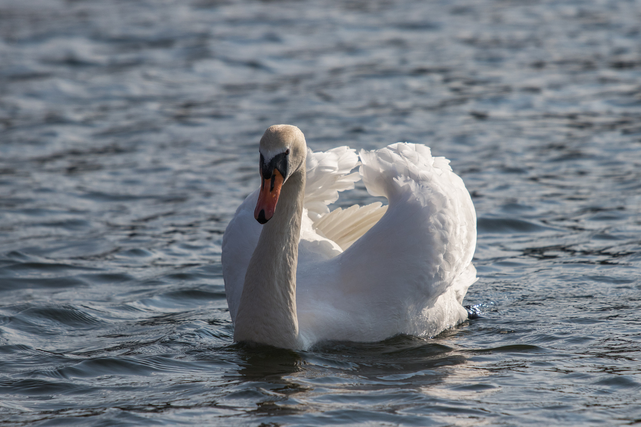 Canon EOS 80D + Canon EF 70-200mm F4L IS USM sample photo. Swan photography