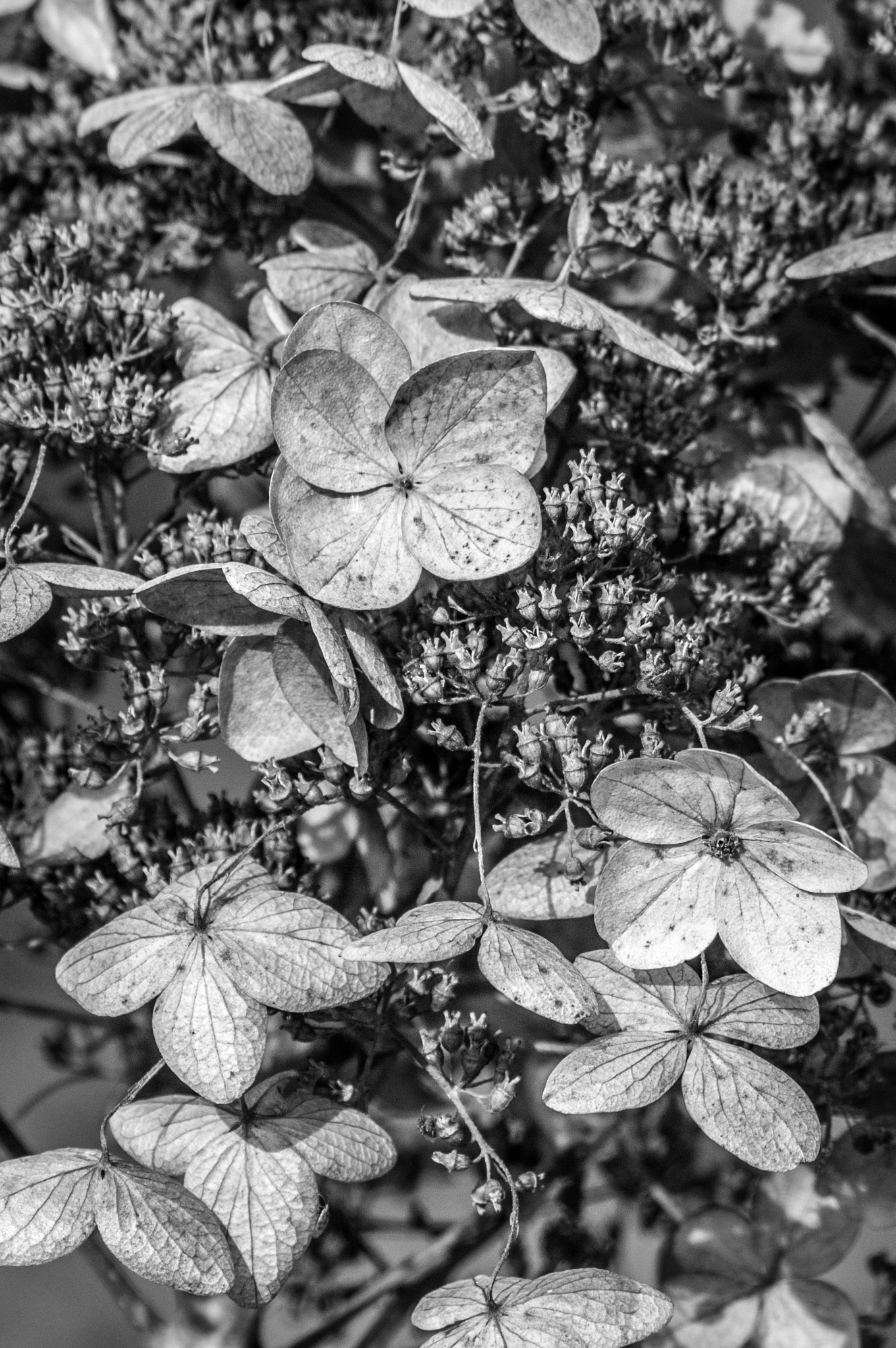 Nikon AF-S Nikkor 200-500mm F5.6E ED VR sample photo. Hydrangea 'tardiva' photography