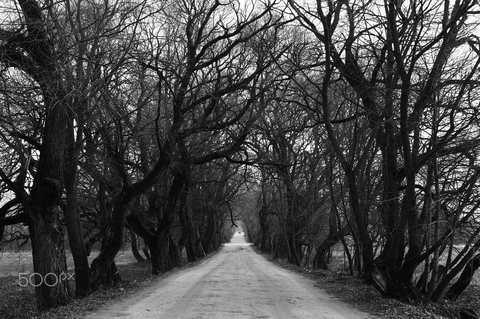 Canon EOS 450D (EOS Rebel XSi / EOS Kiss X2) sample photo. Road in black and white. photography